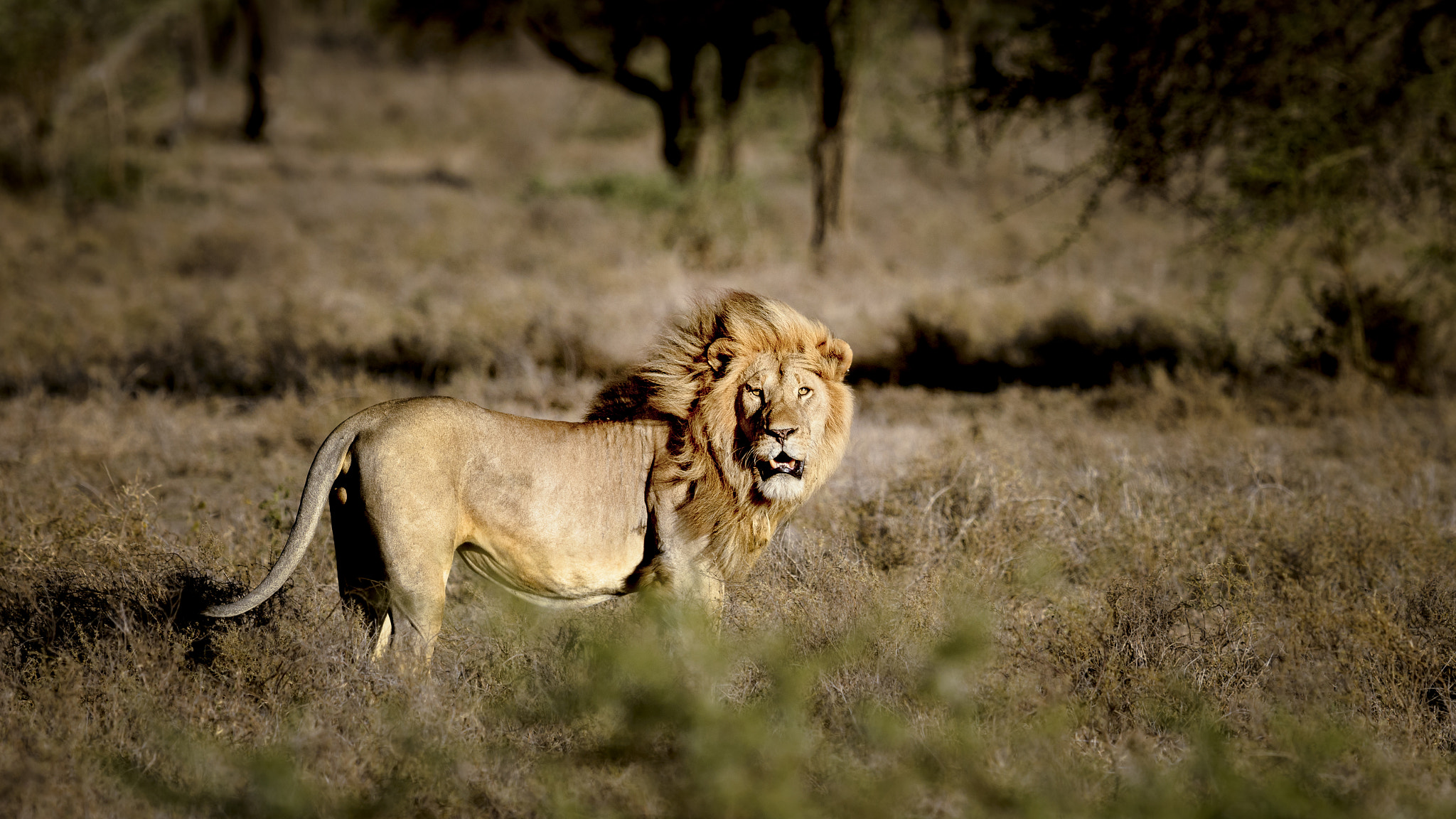 Nikon D800 + Nikon AF-S Nikkor 600mm F4G ED VR sample photo. King of masek photography