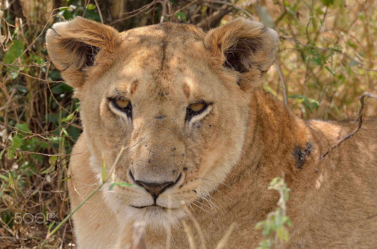 Nikon D5100 sample photo. Lioness - maasai mara - kenya photography