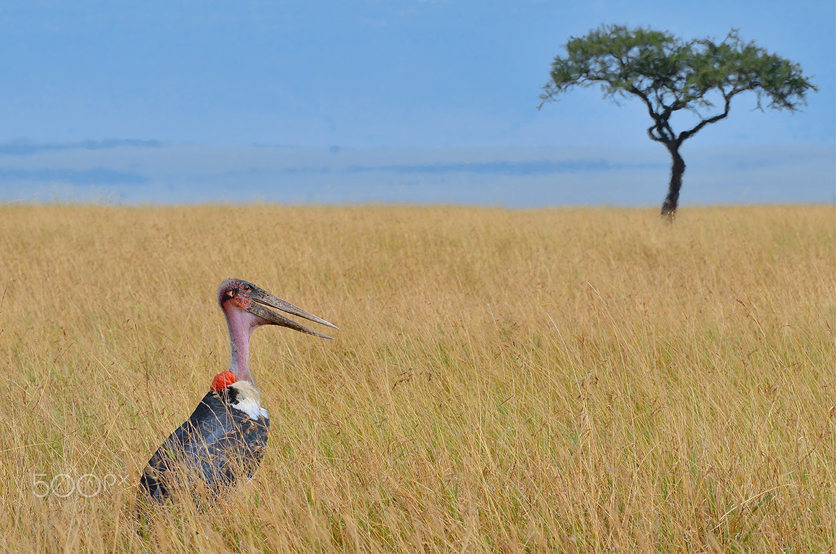 Nikon D5100 sample photo. Marabou stork - maasai mara - kenya photography