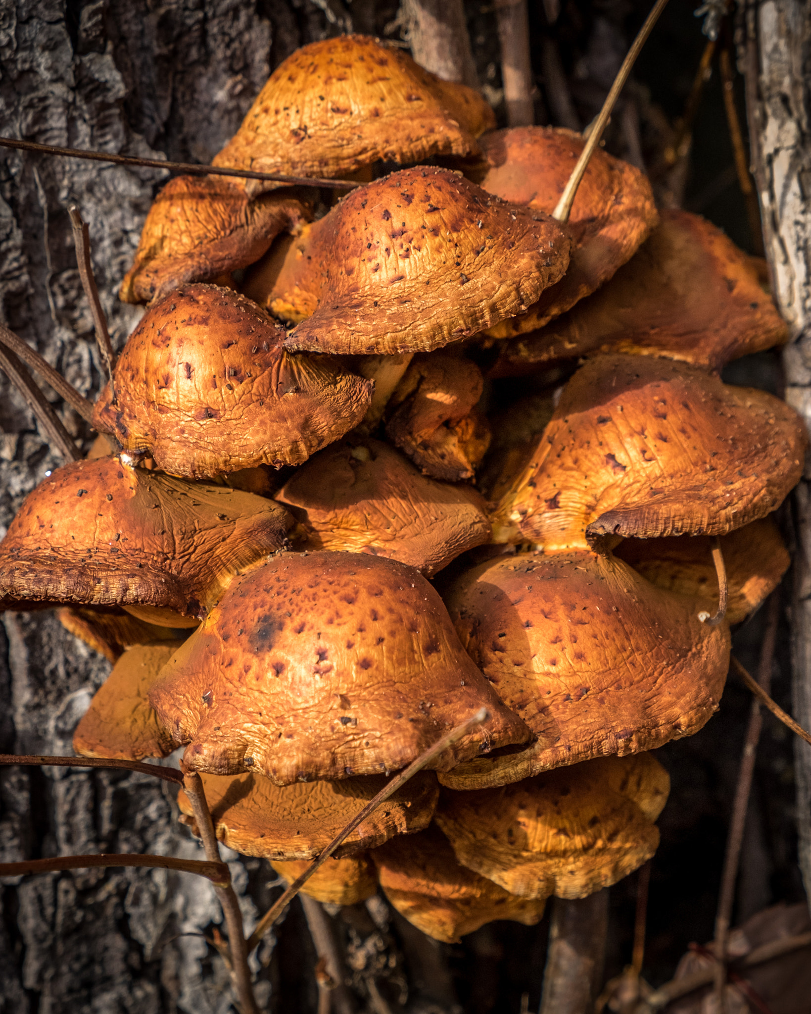 Fujifilm X-E2 sample photo. A cluster of mushroom on the side of a tree. photography