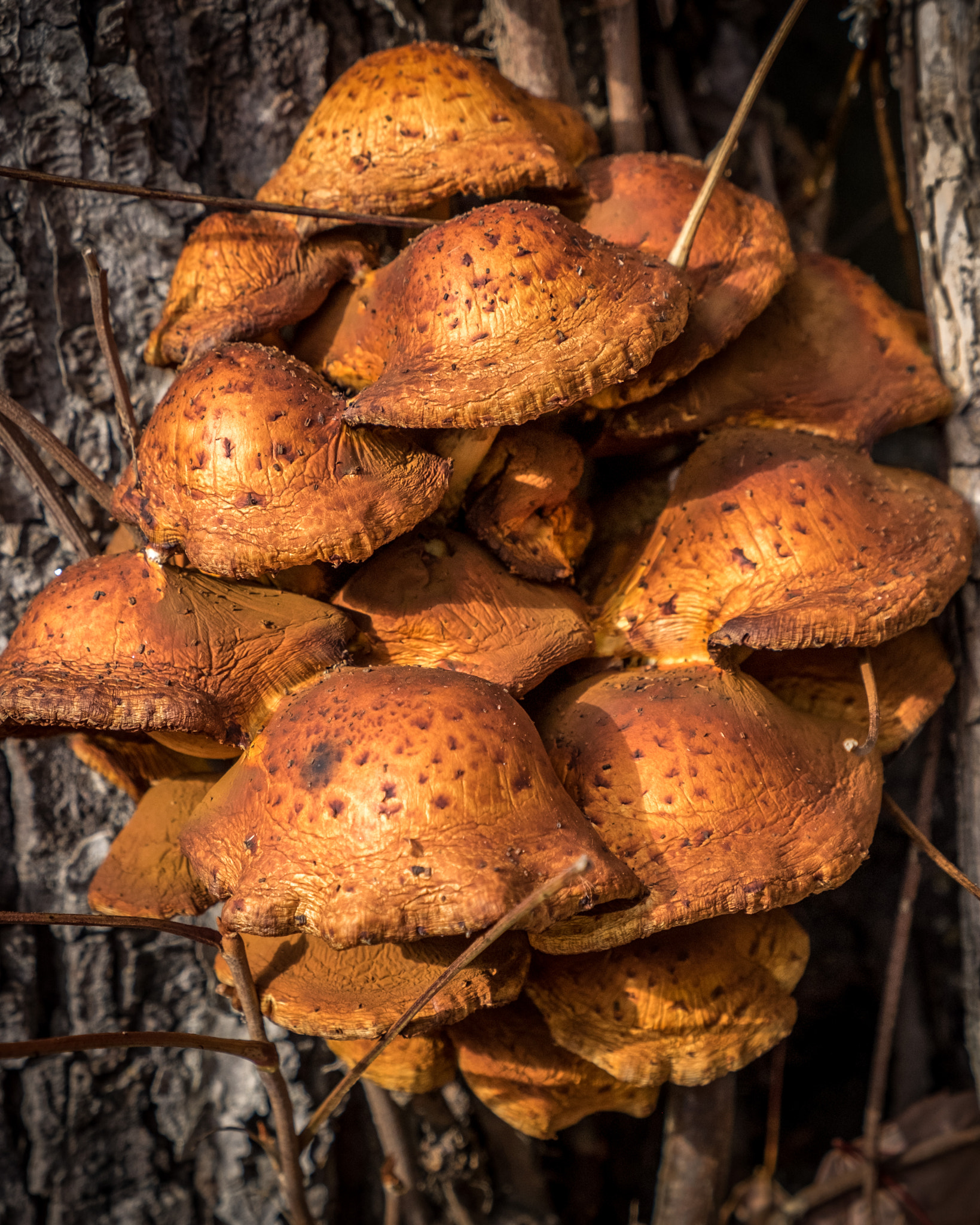 Fujifilm X-E2 + Fujifilm XF 18-55mm F2.8-4 R LM OIS sample photo. A cluster of mushroom on the side of a tree. photography