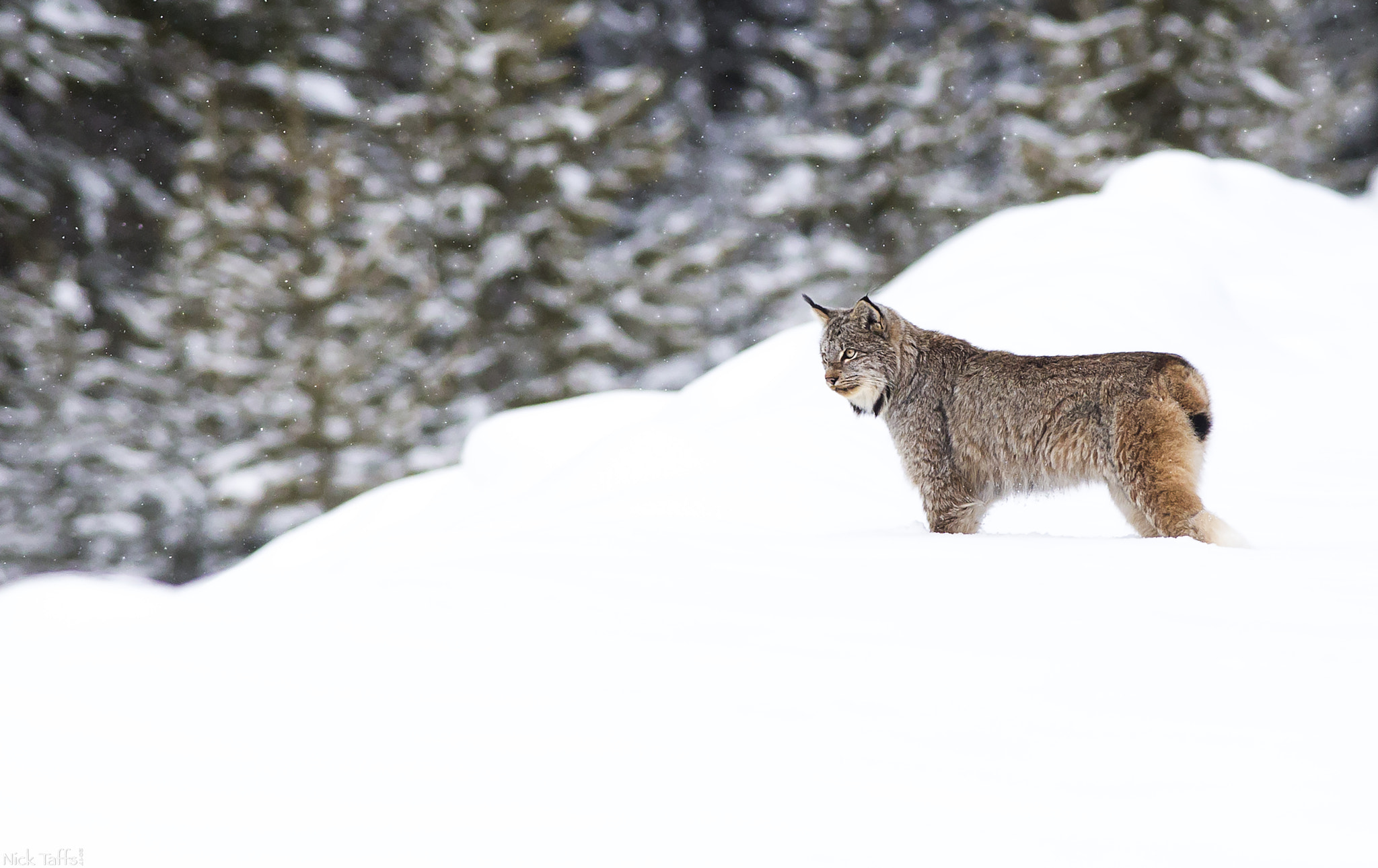 Canon EOS 6D + Canon EF 400mm F5.6L USM sample photo. Intensity photography