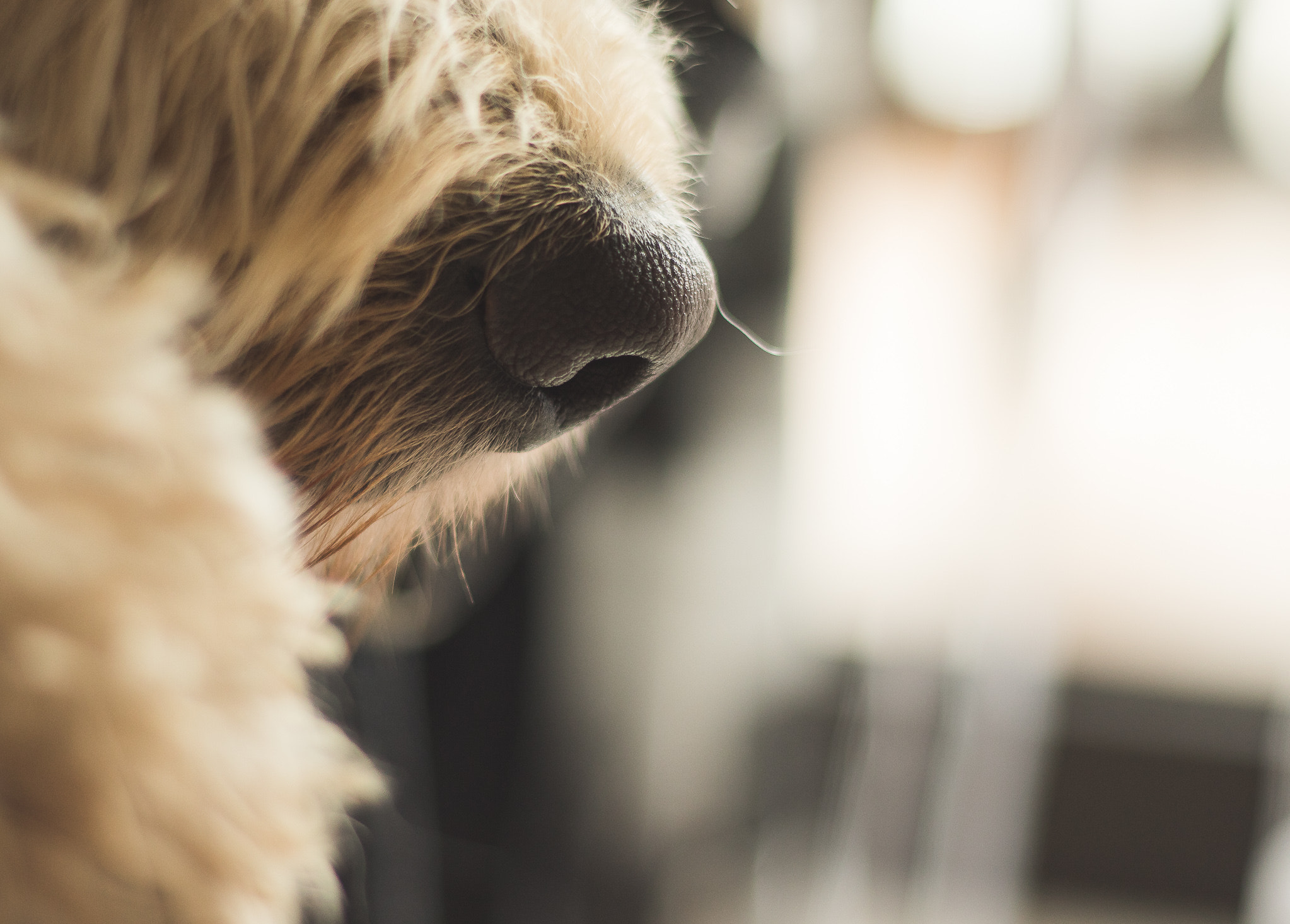 Canon EF 50mm F1.8 II sample photo. The nose photography