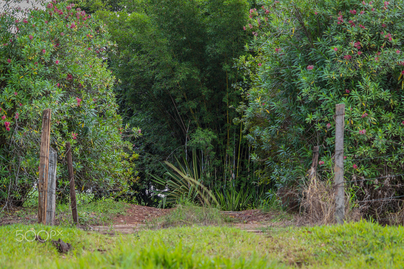 Canon EF-S 55-250mm F4-5.6 IS II sample photo. Caminho photography