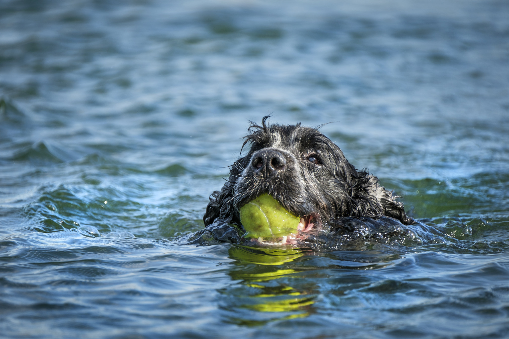 Fujifilm X-T2 + Fujifilm XF 100-400mm F4.5-5.6 R LM OIS WR sample photo. The ball saver photography