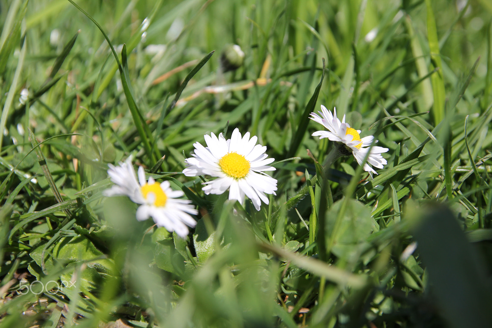 Canon EOS 550D (EOS Rebel T2i / EOS Kiss X4) sample photo. Daisy in garden photography