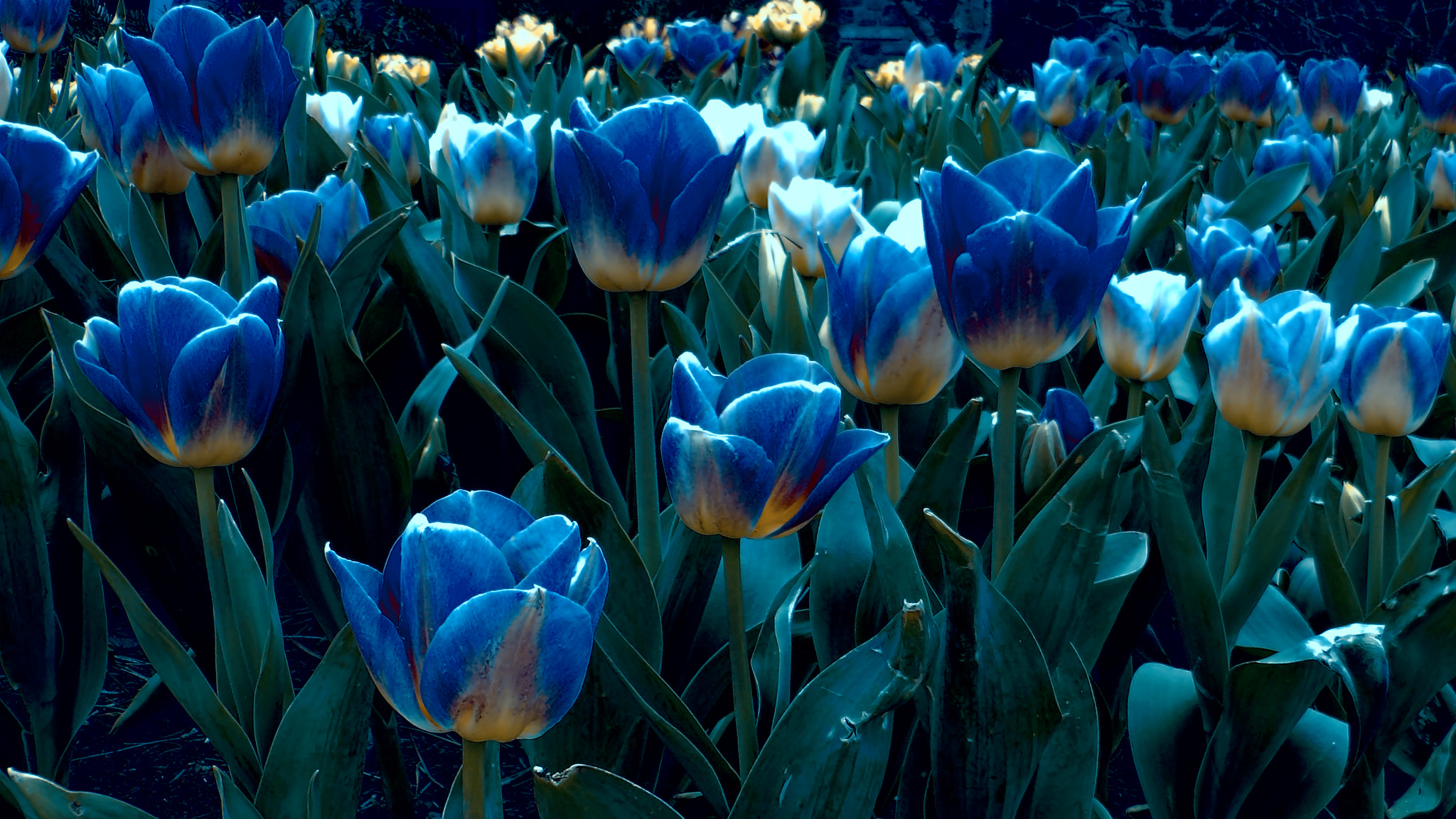 JK KODAK PIXPRO AZ651 sample photo. Spring blues photography