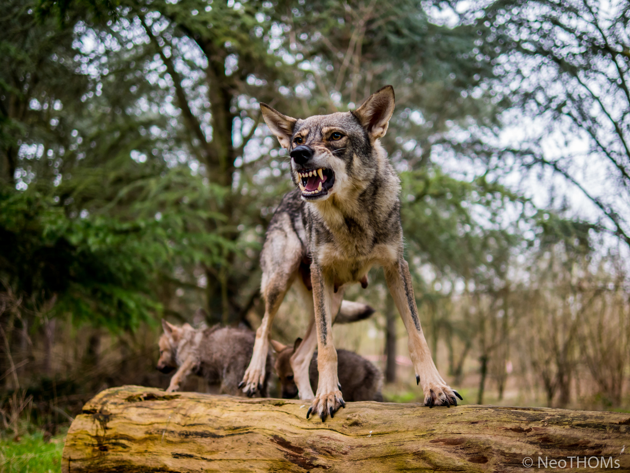 Panasonic Lumix DMC-GX85 (Lumix DMC-GX80 / Lumix DMC-GX7 Mark II) sample photo. Grunting wolf protecting babies photography