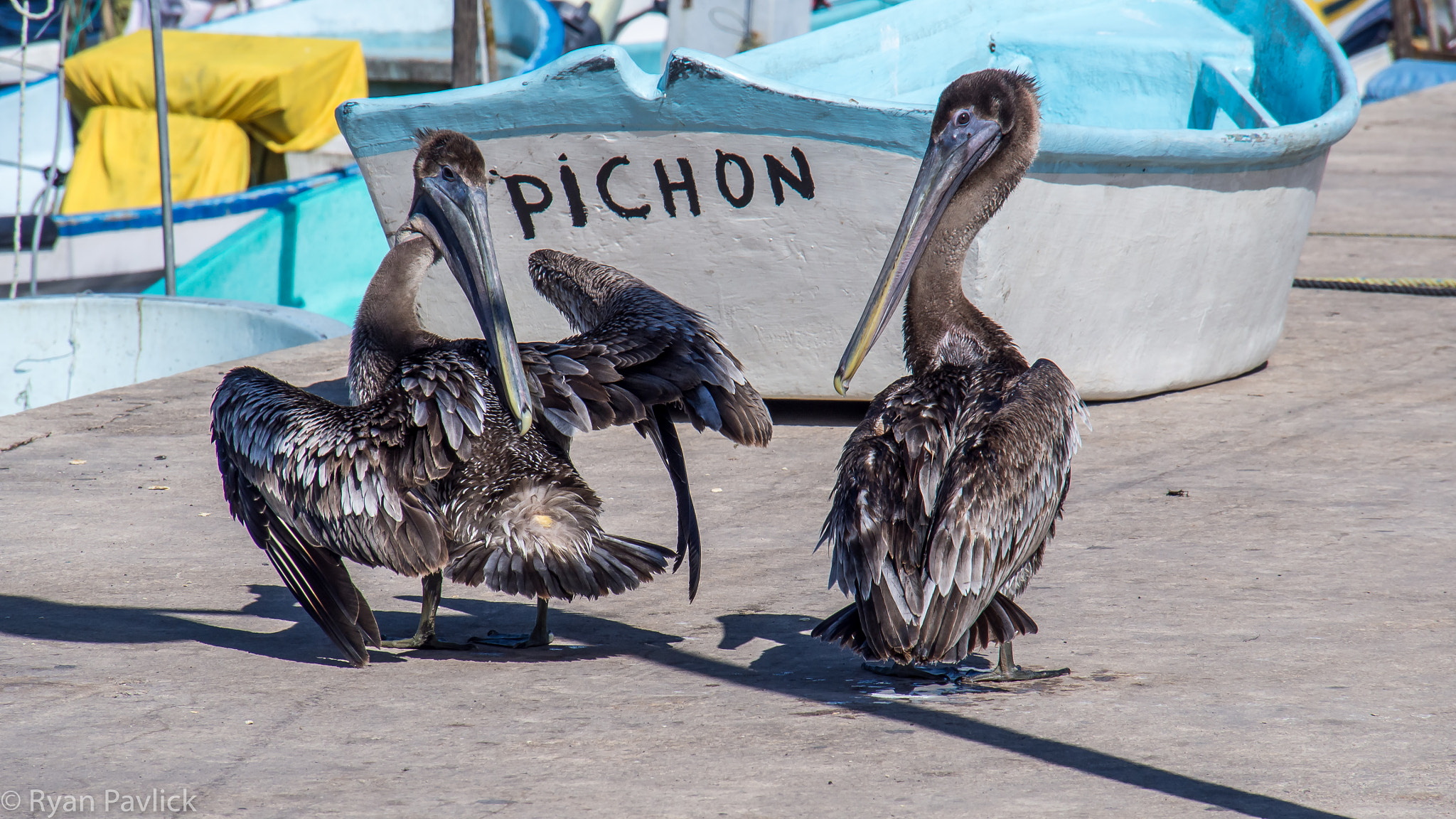 OLYMPUS M.14-150mm F4.0-5.6 II sample photo. Two pelicans on a pier photography