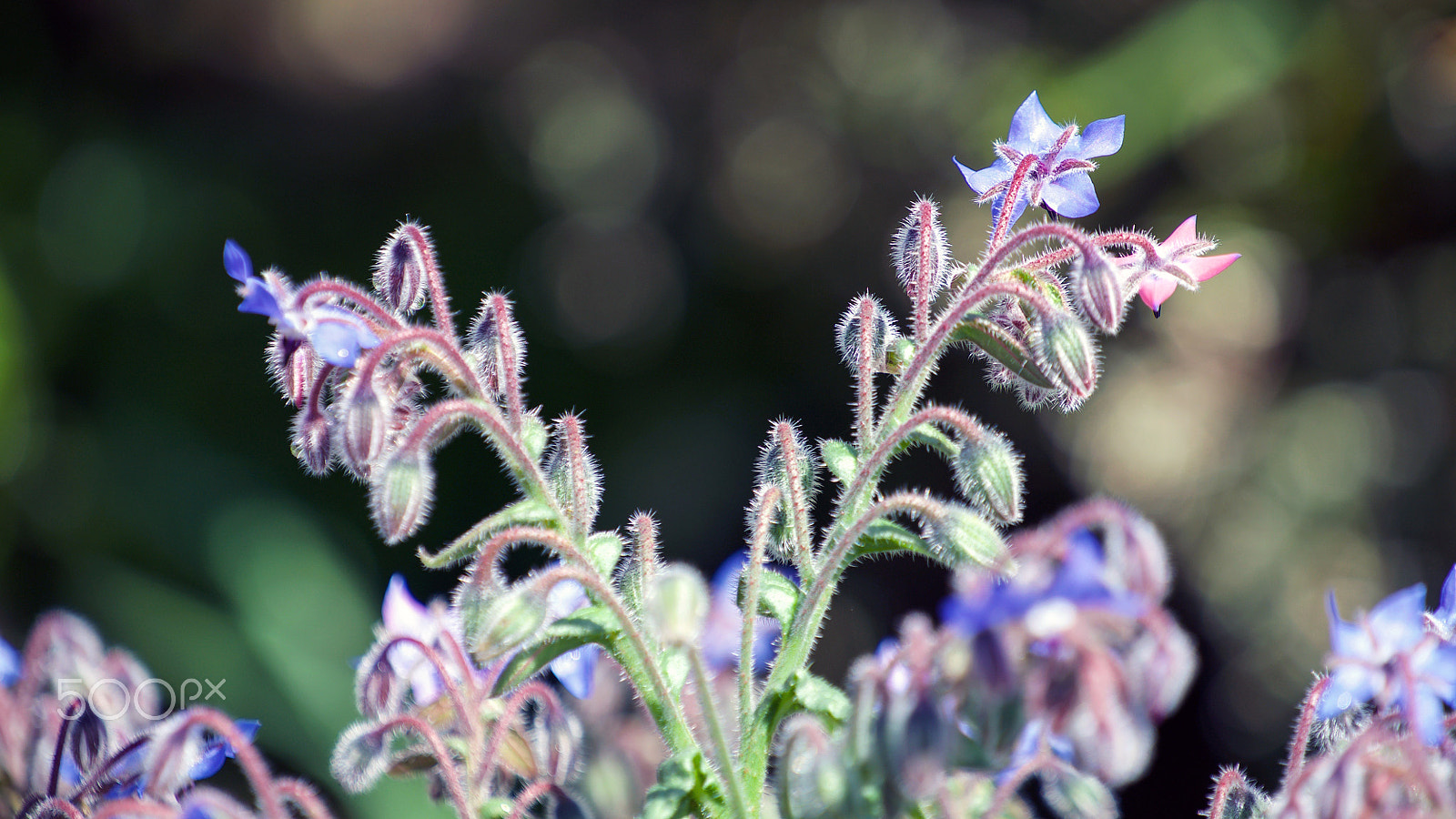 Sony a7S II + Sony FE 70-200mm F4 G OSS sample photo. Leaps and bounds photography