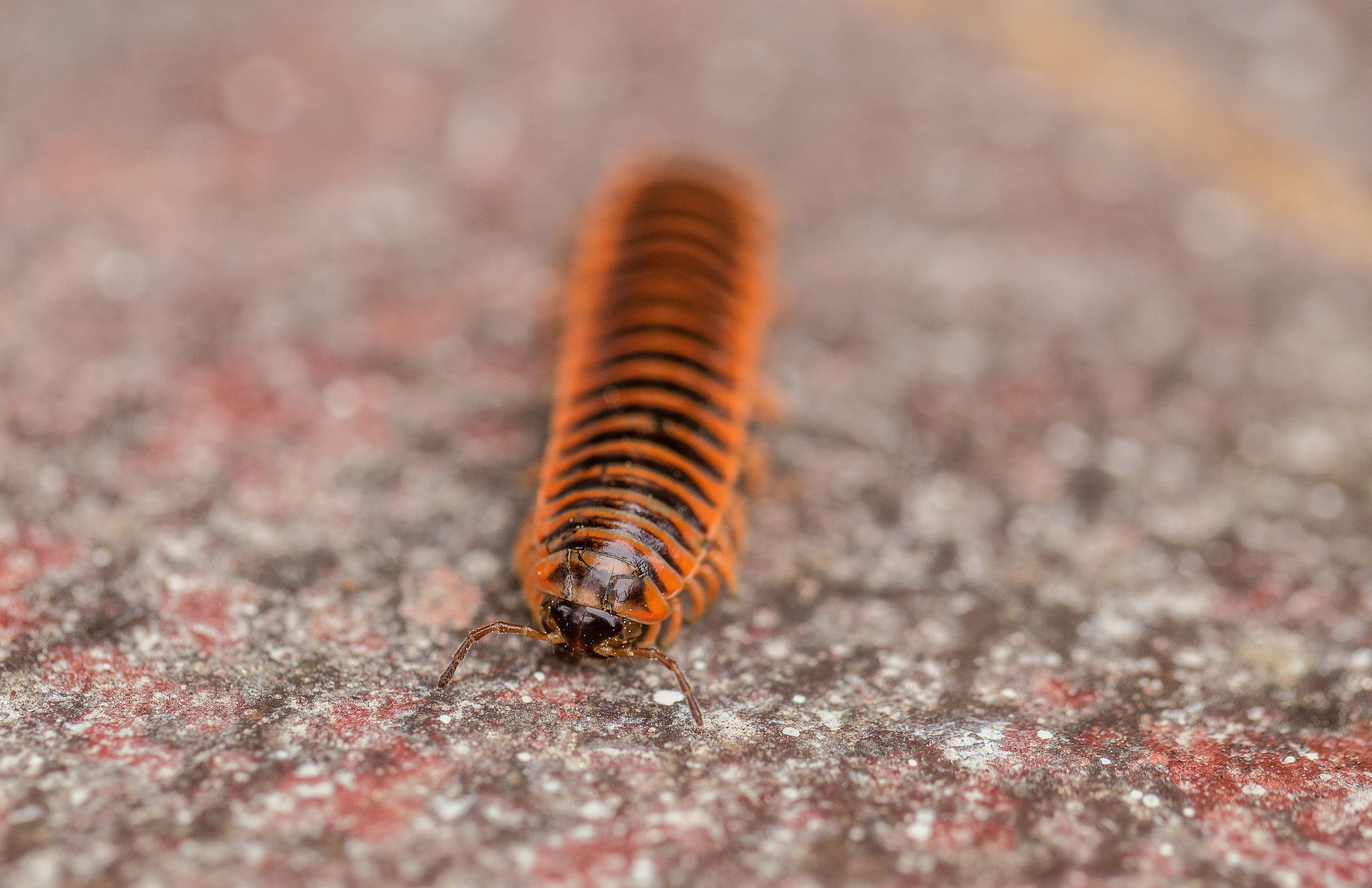 Canon EF 100mm F2.8L Macro IS USM sample photo. Miss millie approaches photography