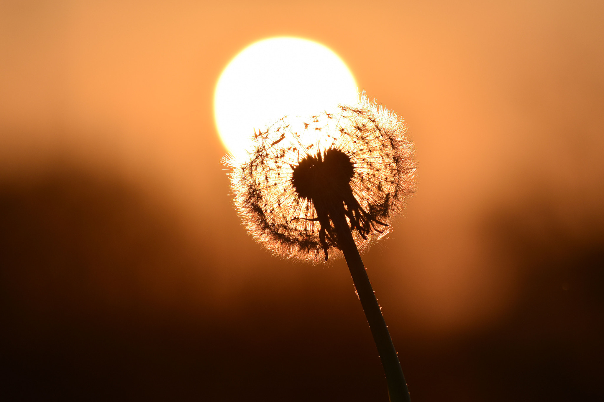 Nikon D5500 sample photo. Taraxacum officinale photography