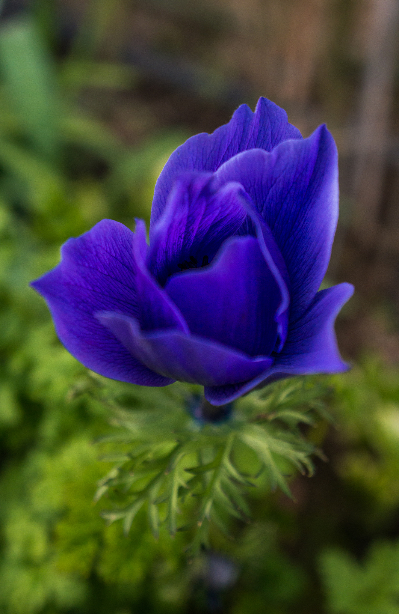 Sony Alpha NEX-5R + Sony E 18-55mm F3.5-5.6 OSS sample photo. Poppy flower photography