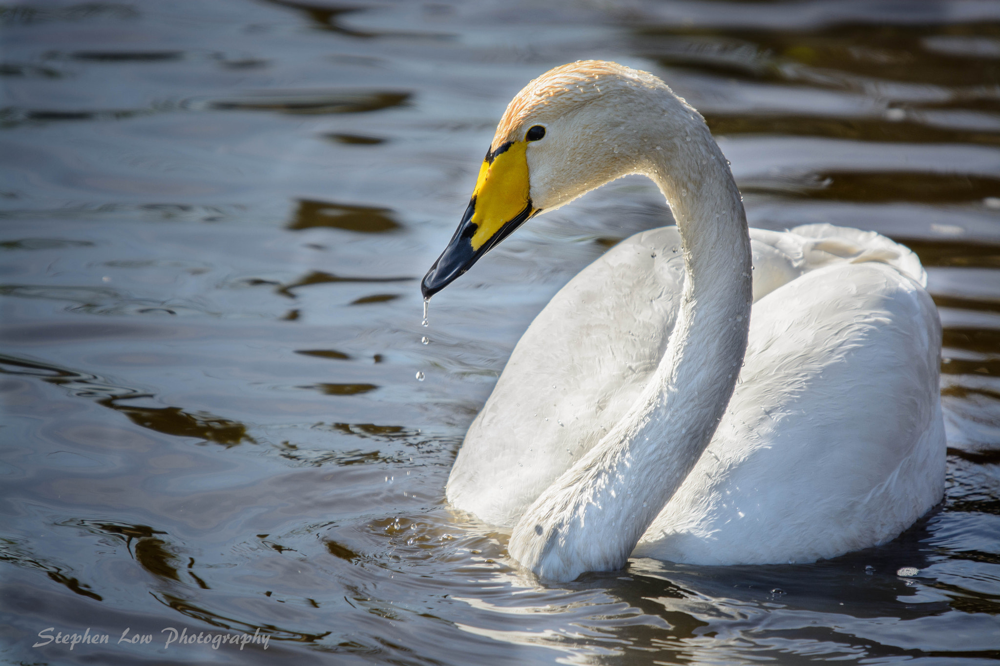 Sigma 50-500mm F4-6.3 EX APO RF HSM sample photo. Whooper swan photography
