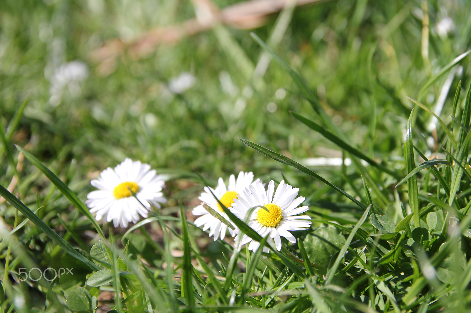 Canon EOS 550D (EOS Rebel T2i / EOS Kiss X4) sample photo. Daisy in garden photography