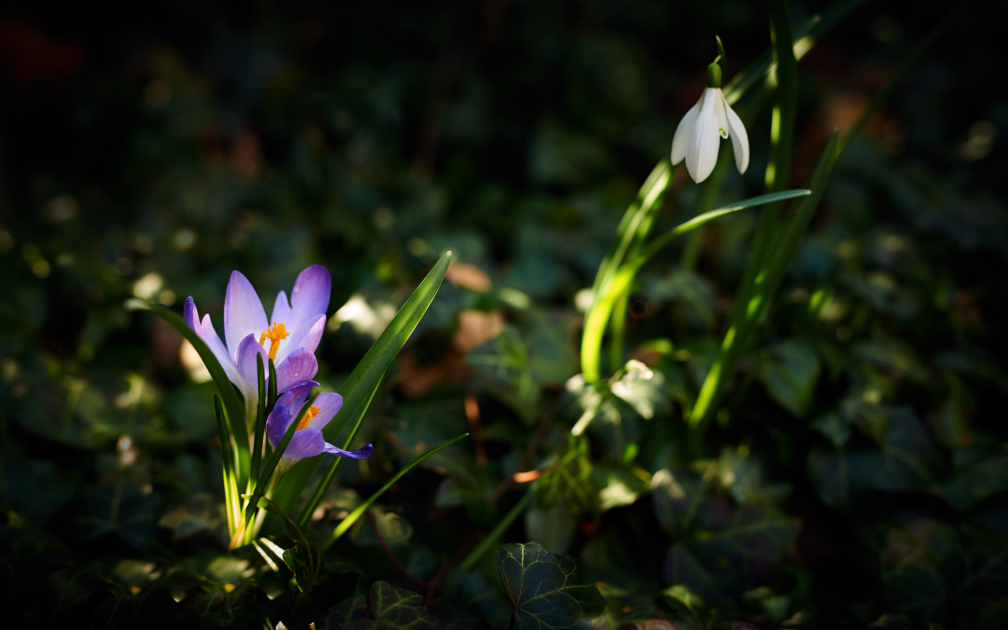 Sigma 50mm F1.4 DG HSM Art sample photo. Spring is approaching 2 photography