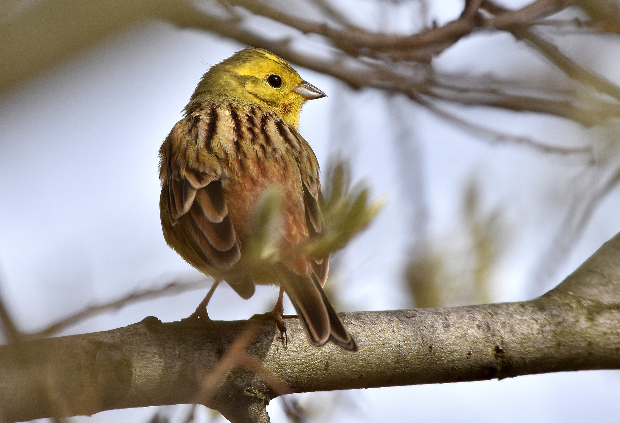 Sigma 150-600mm F5-6.3 DG OS HSM | C sample photo. Ortolan bunting (emberiza hortulana) photography