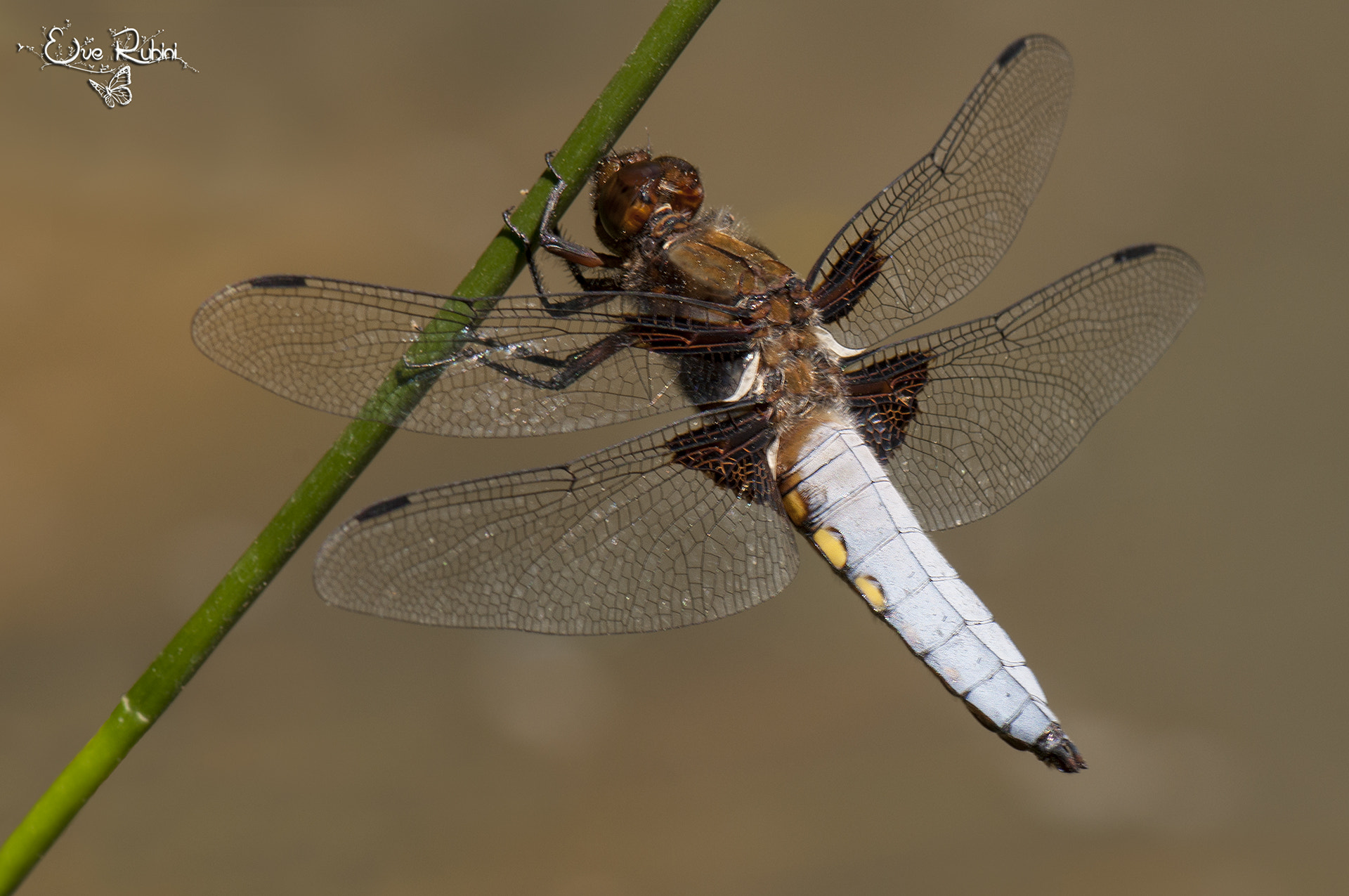 Nikon AF-S Micro-Nikkor 105mm F2.8G IF-ED VR sample photo. Dragonfly photography