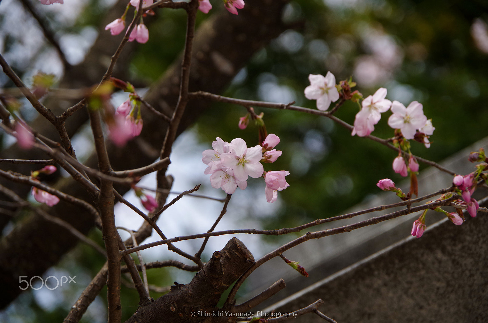 Pentax K-30 sample photo. Cherry blossoms in obihiro city hokkaido,japan. photography