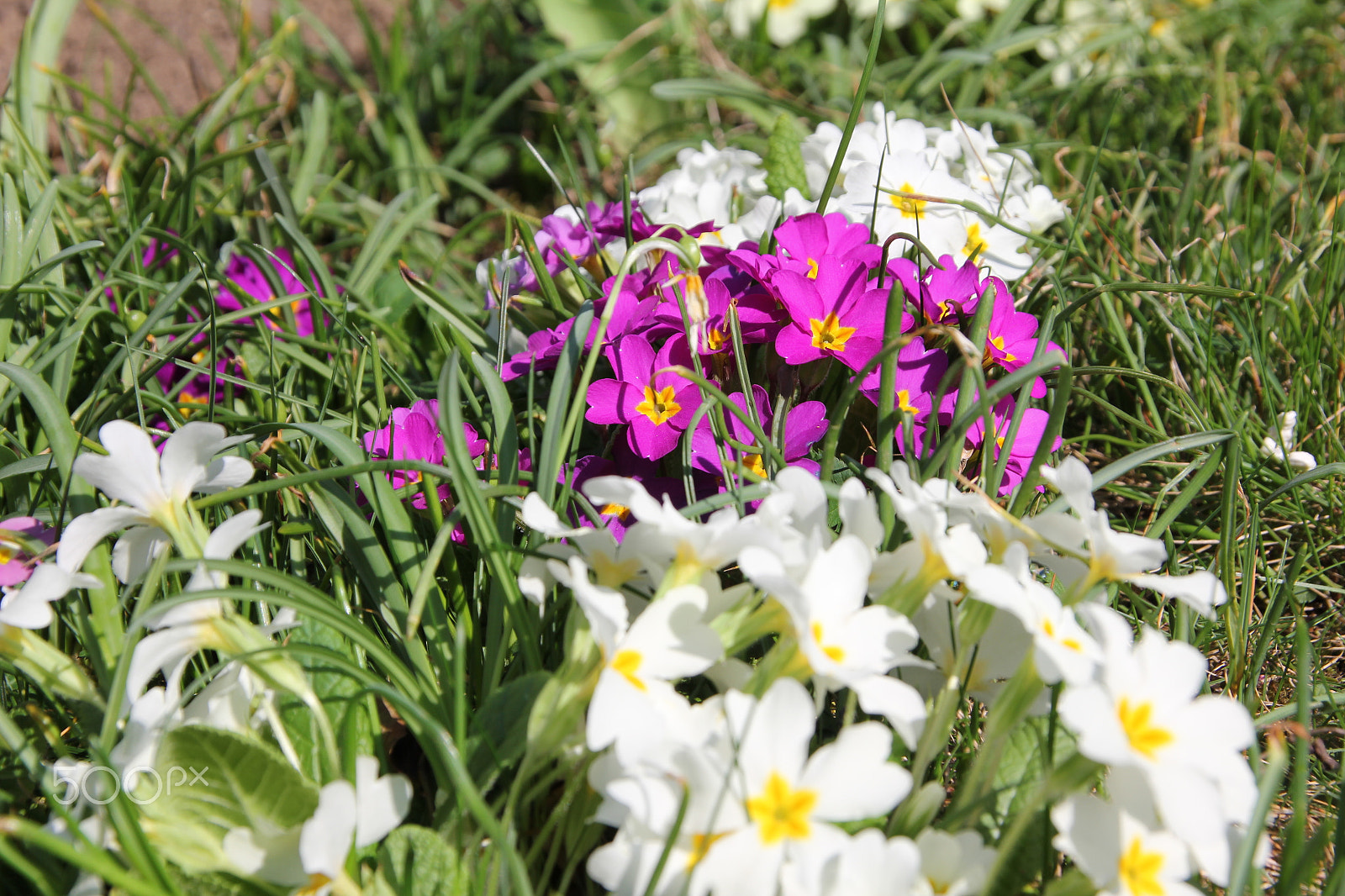 Canon EOS 550D (EOS Rebel T2i / EOS Kiss X4) sample photo. Die ersten blumen im garten photography