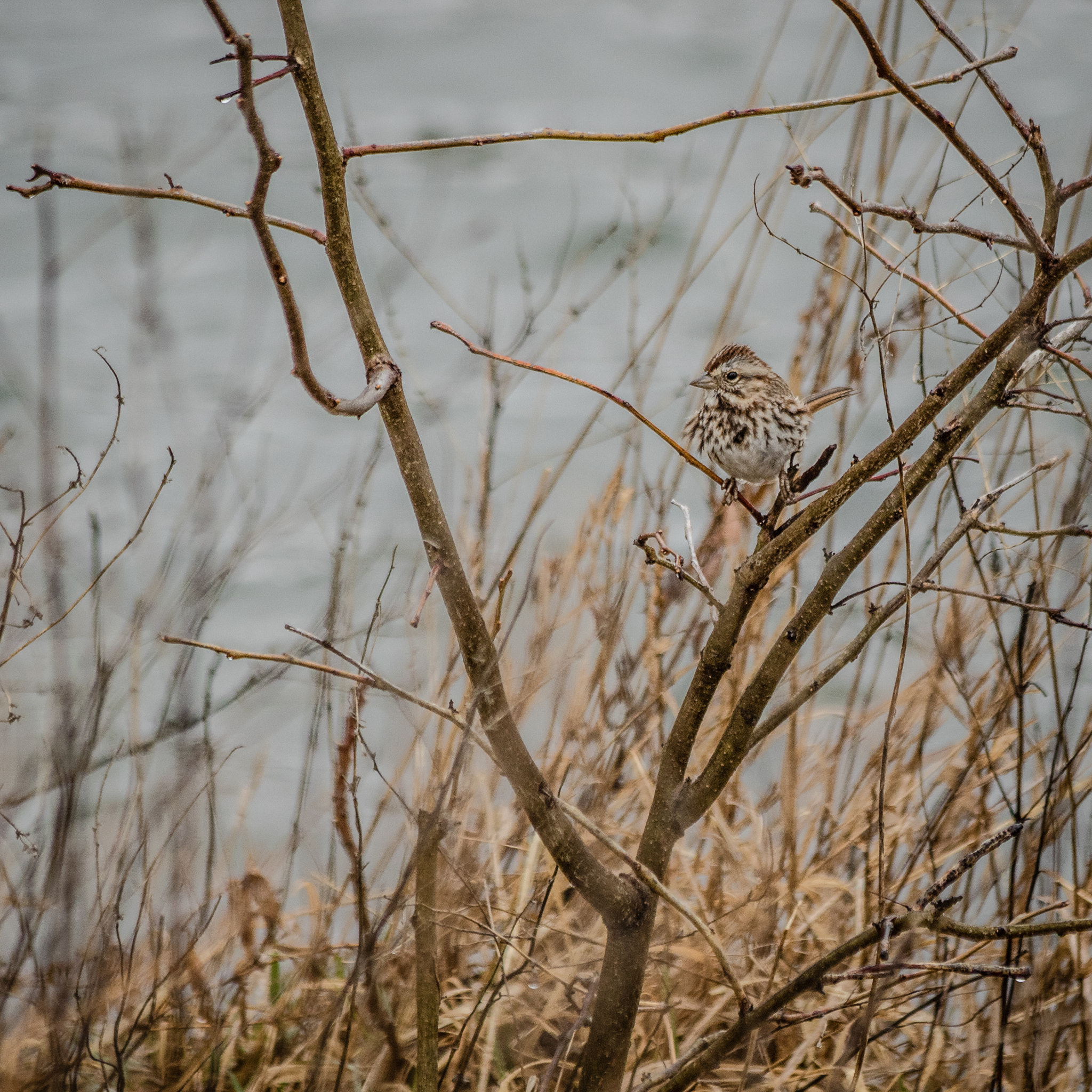Canon EF 70-300mm F4-5.6 IS USM sample photo. A wee birdy in the rain photography