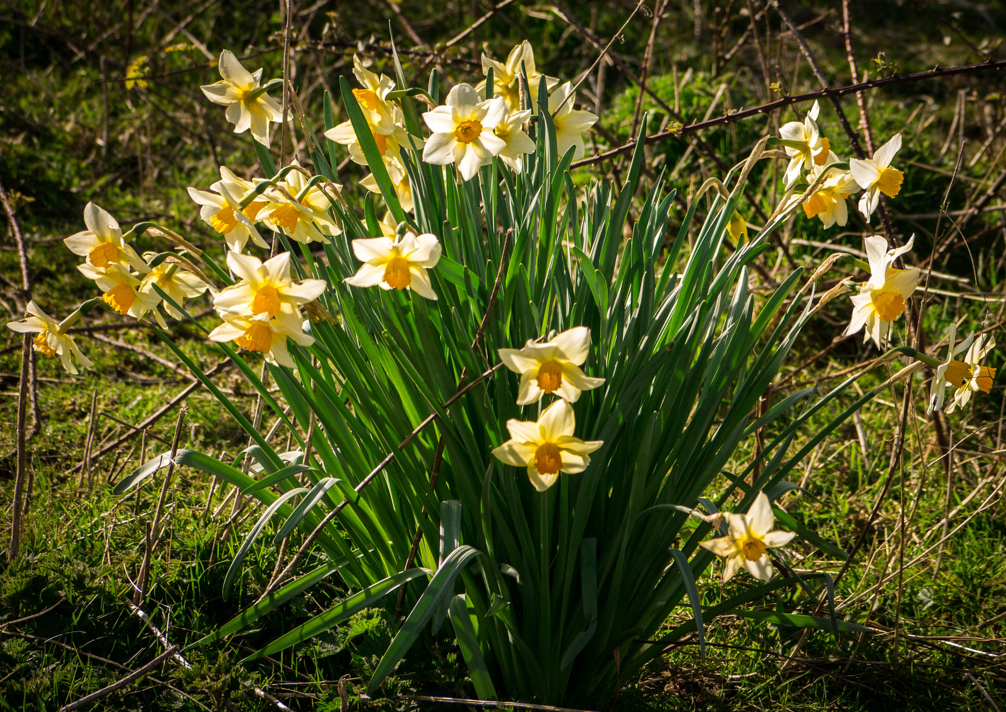 Panasonic Lumix DMC-G3 + Panasonic Lumix G Vario 45-200mm F4-5.6 OIS sample photo. Spring is here  photography