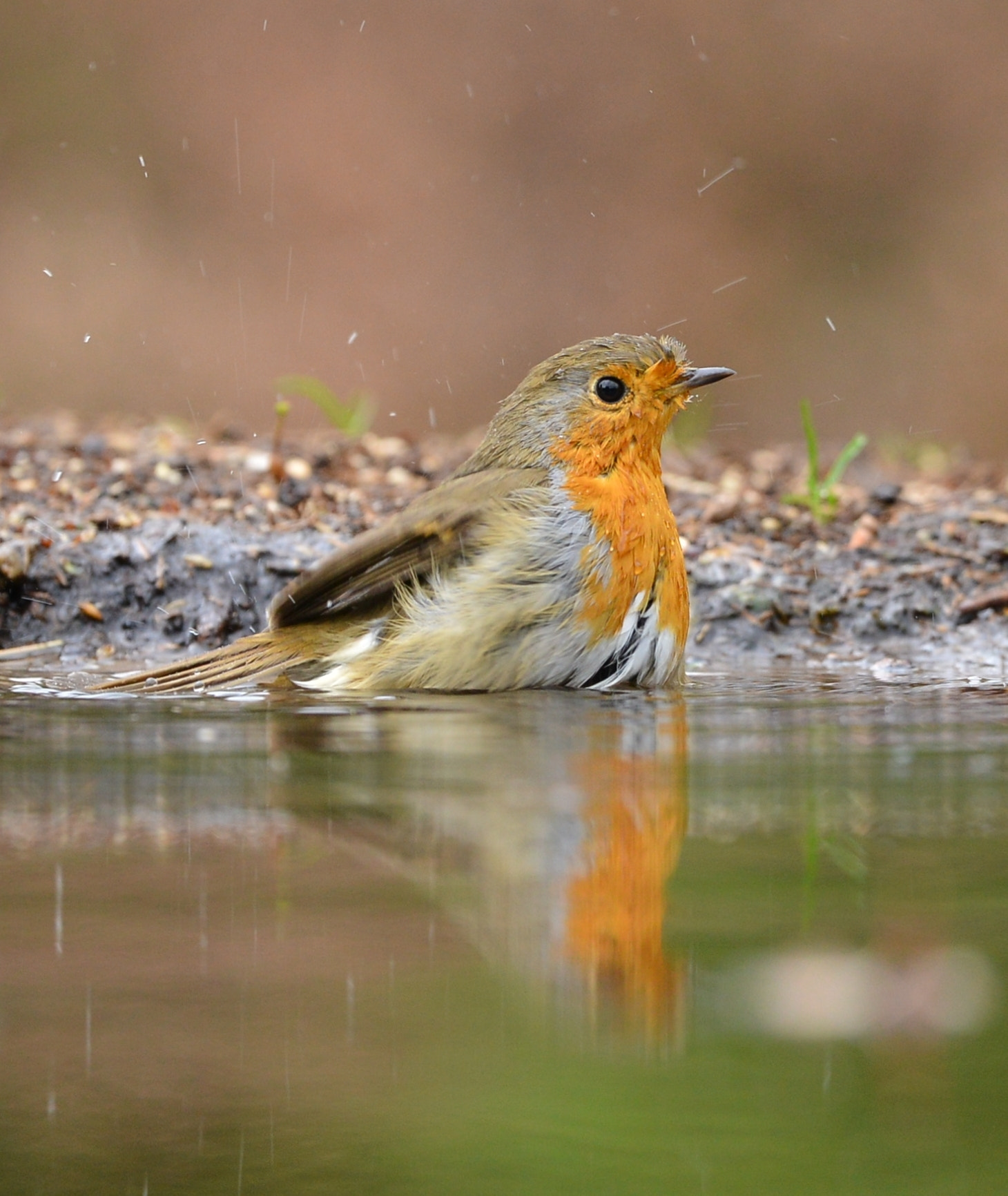 Nikon D600 sample photo. Roodborst photography