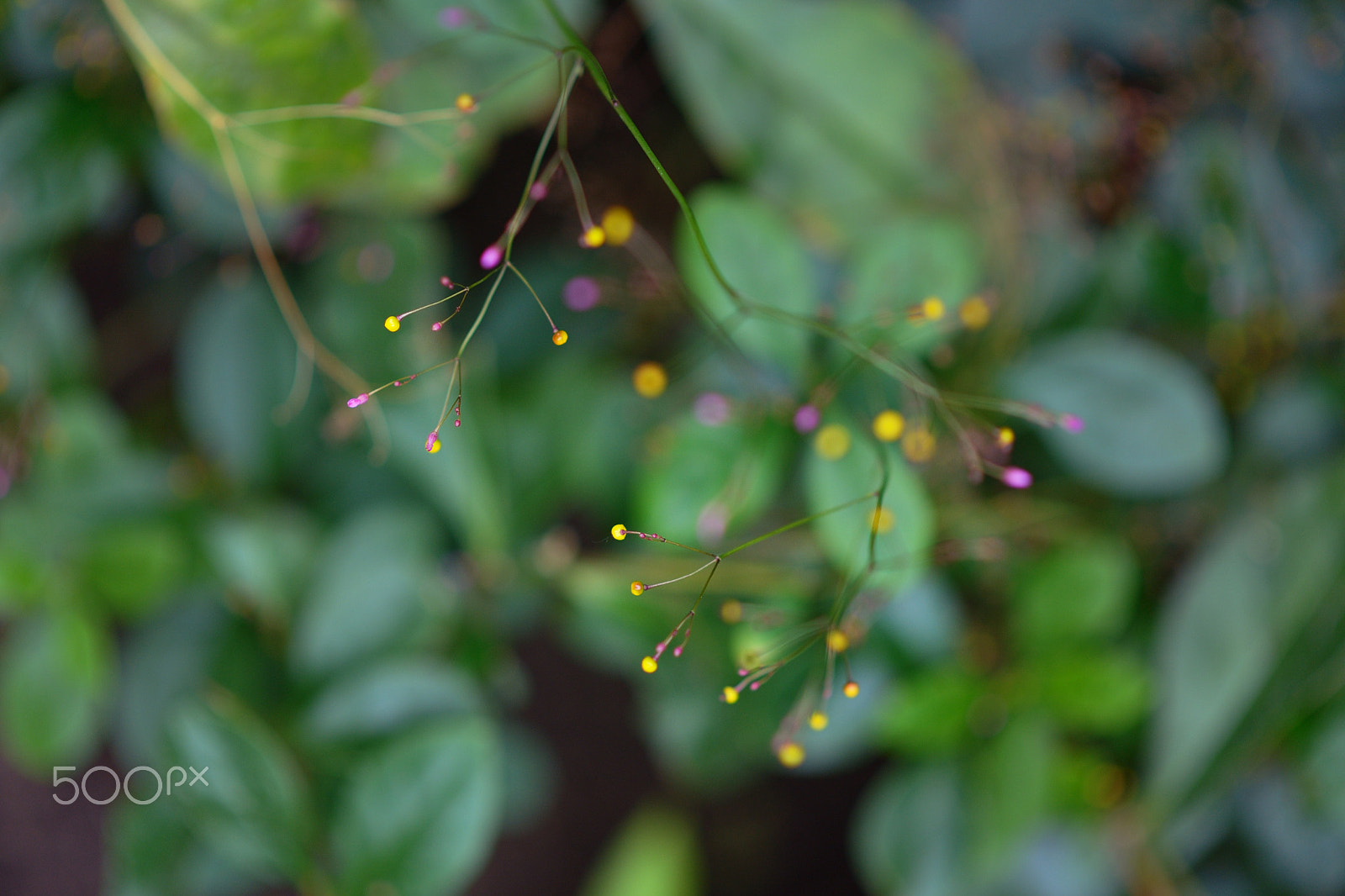 Nikon AF-S Nikkor 85mm F1.8G sample photo. Little flowers macro photography