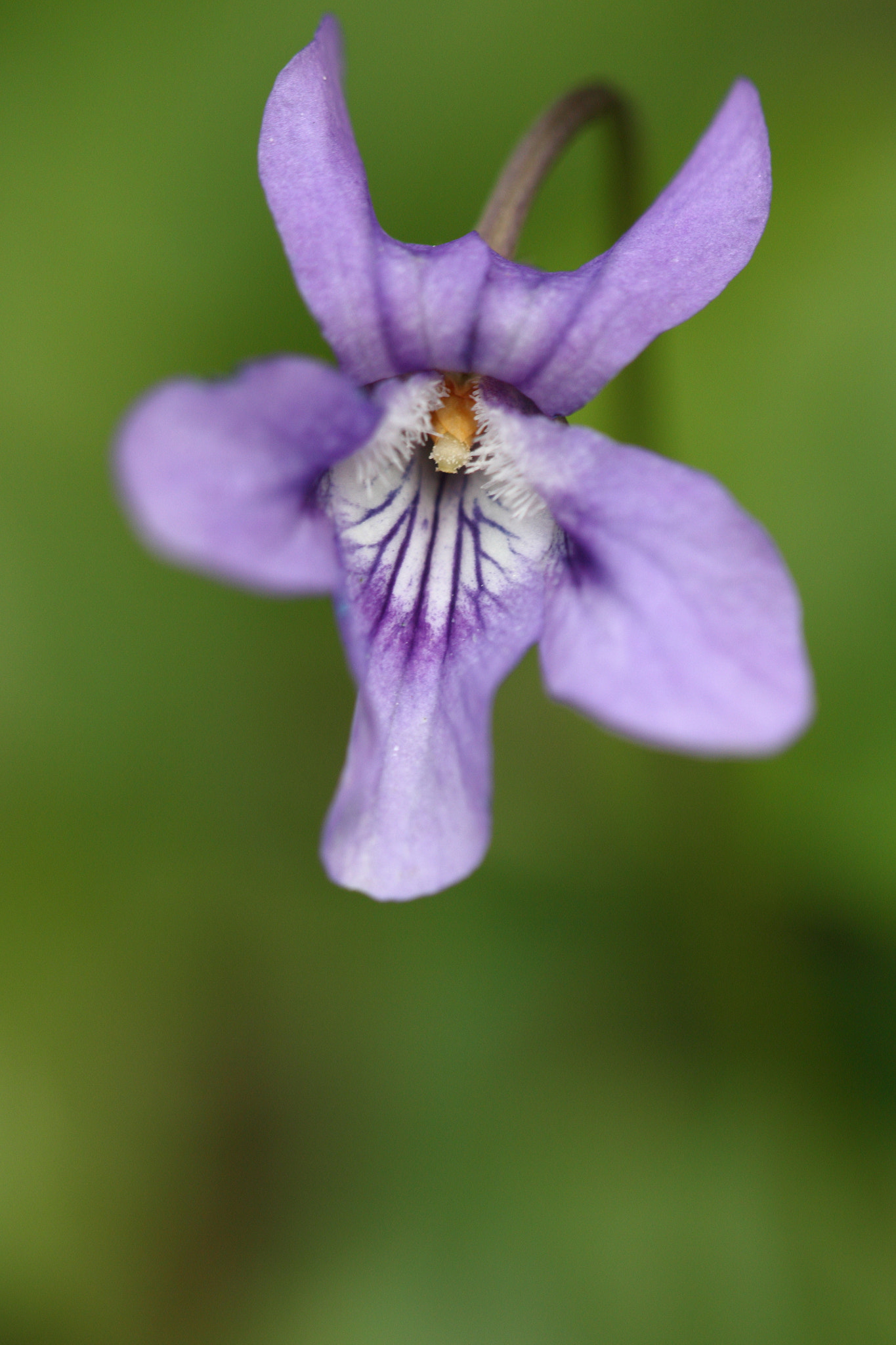 Sigma APO Macro 150mm f/2.8 EX DG HSM sample photo. Veilchen photography