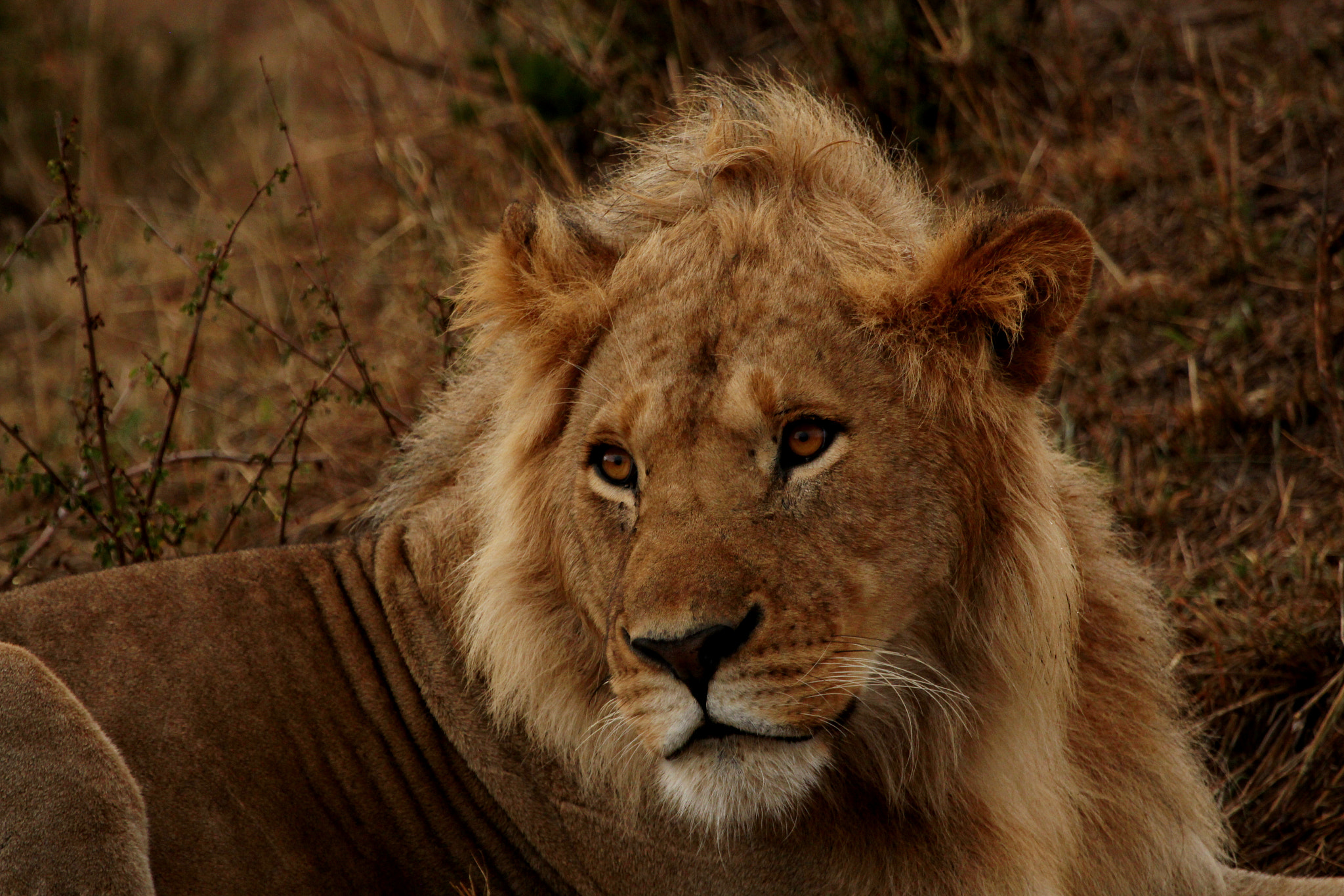 Canon EF 100-400mm F4.5-5.6L IS USM sample photo. The king photography