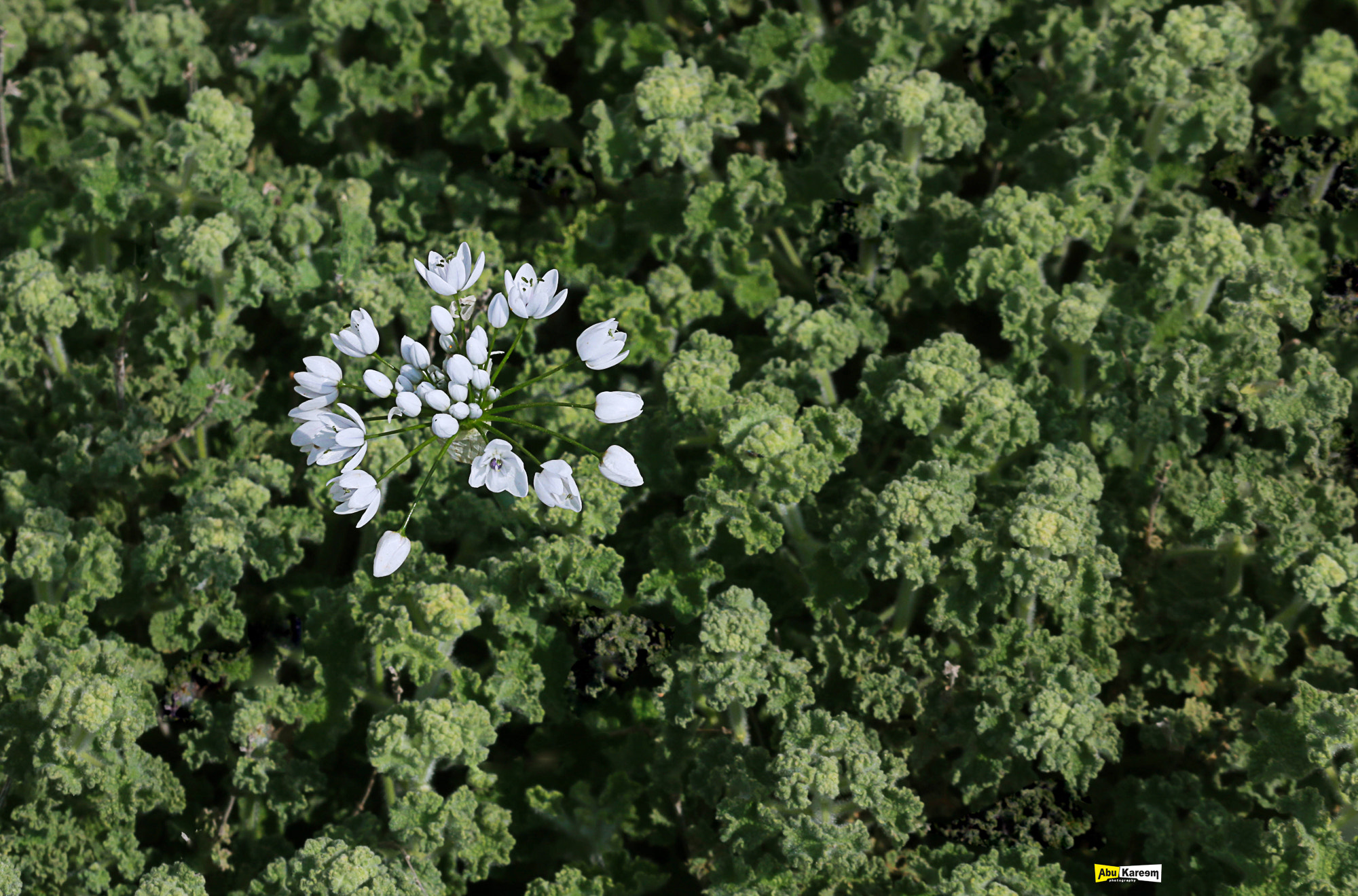 Canon EF-S 55-250mm F4-5.6 IS II sample photo