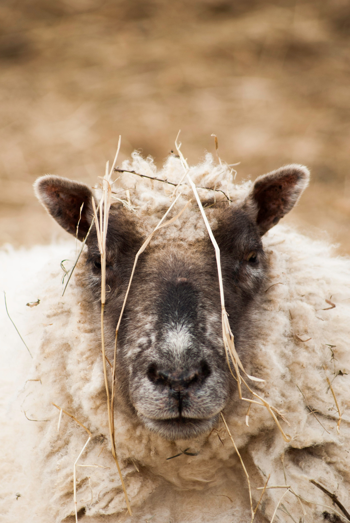 Sony 75-300mm F4.5-5.6 sample photo. Baaaa photography