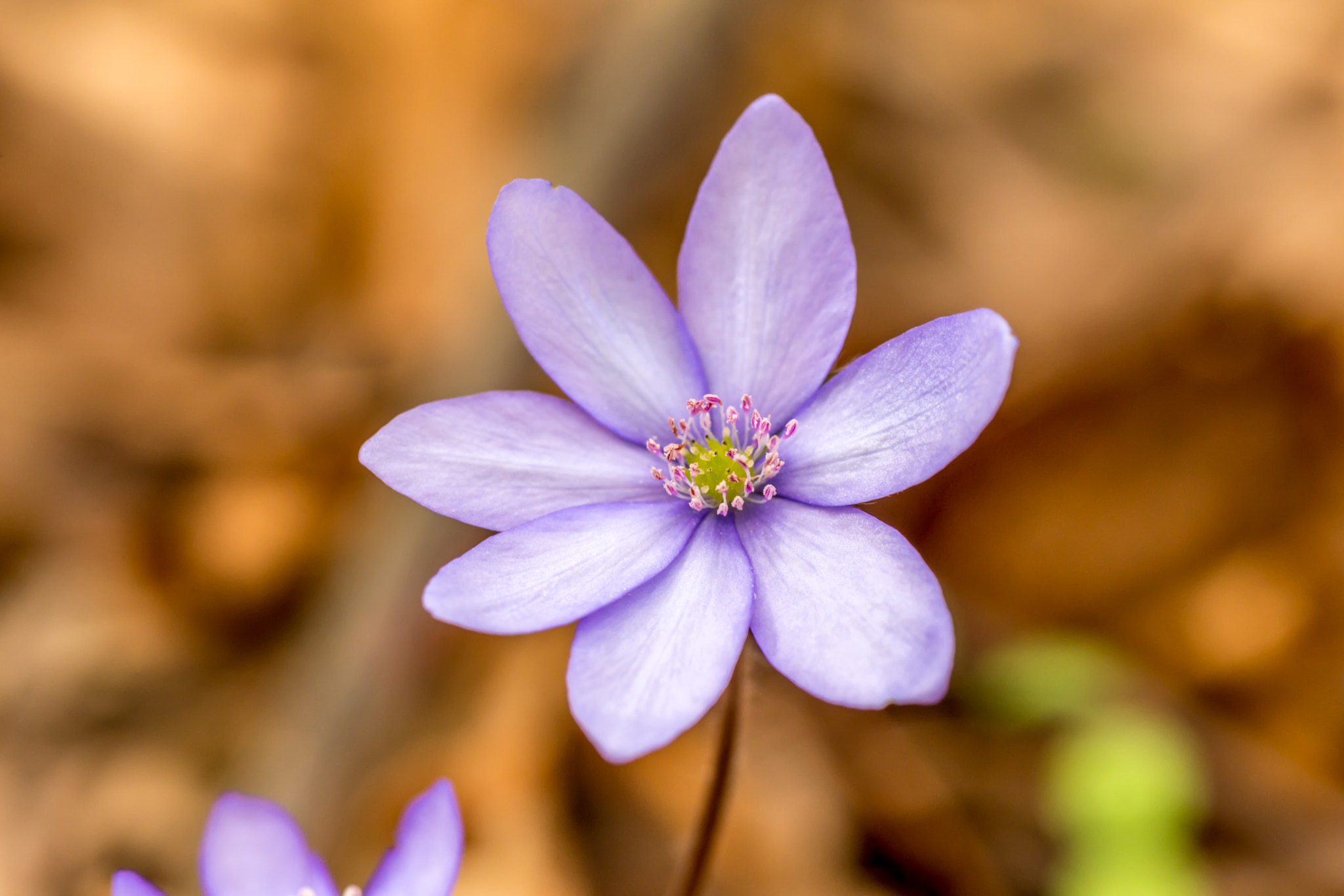 AF Micro-Nikkor 105mm f/2.8 sample photo. Forest violet flower at early spring in forest photography