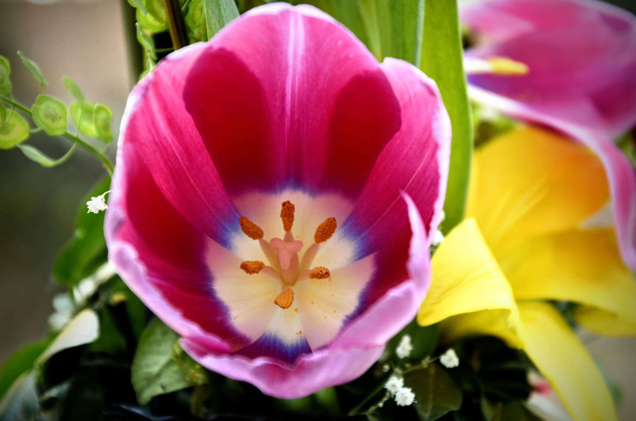 Nikon D5500 sample photo. Tulip photography