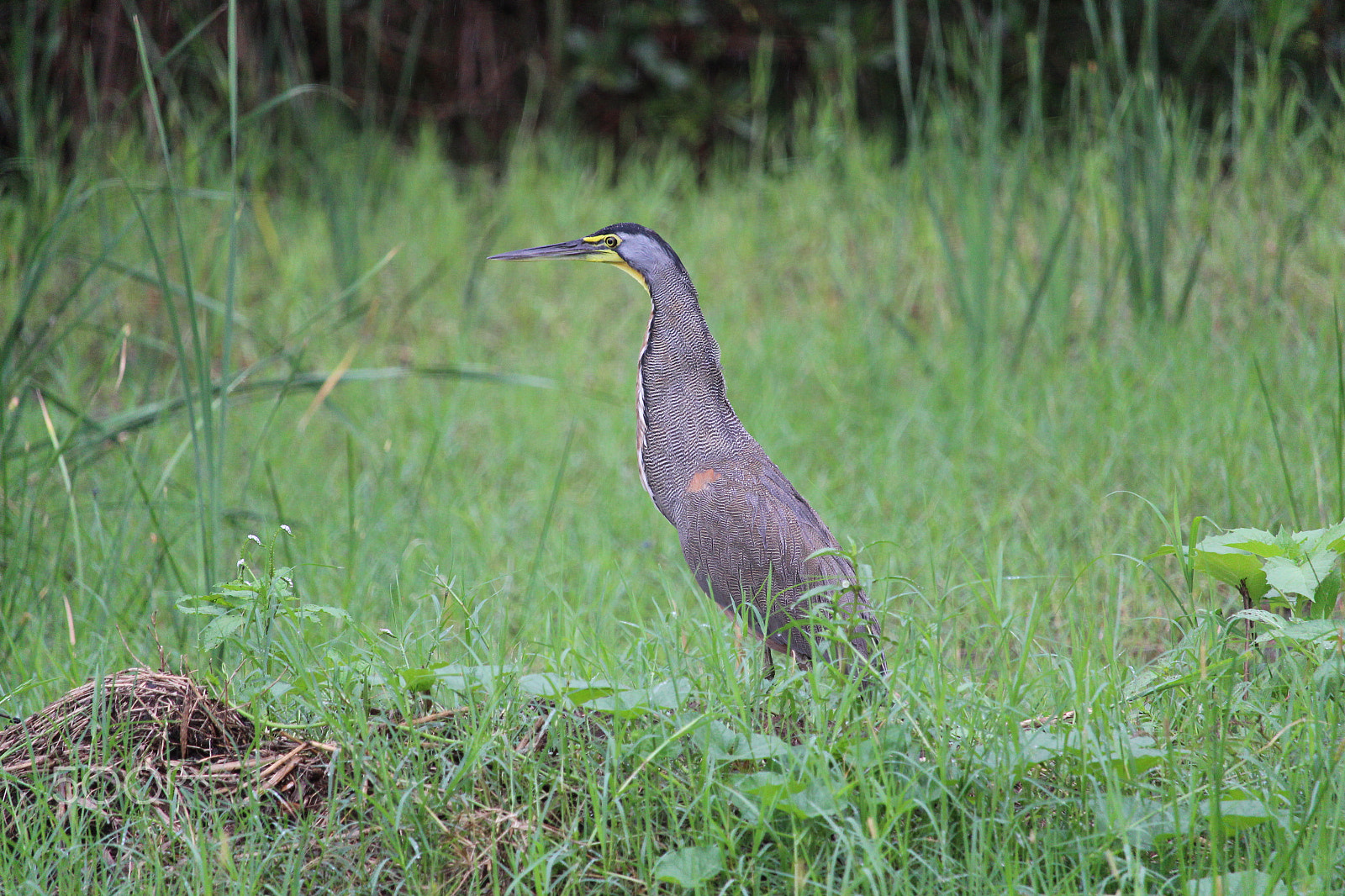 Canon EOS 1300D (EOS Rebel T6 / EOS Kiss X80) sample photo. Bare-throated tiger-heron photography