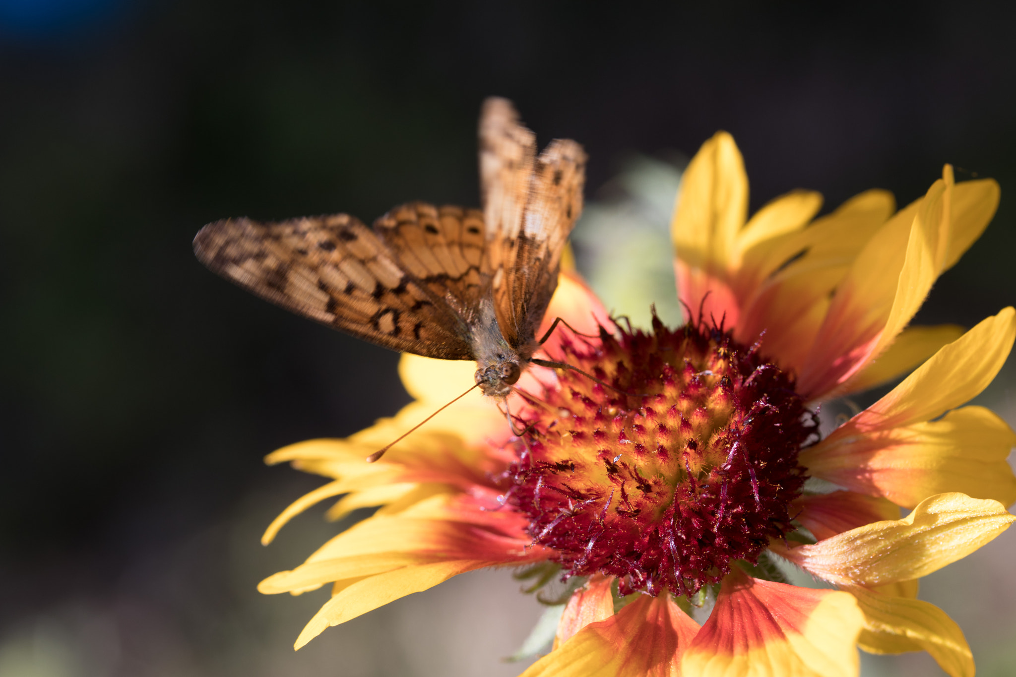 Canon EF-S 60mm F2.8 Macro USM sample photo. Butterfly mealtime photography