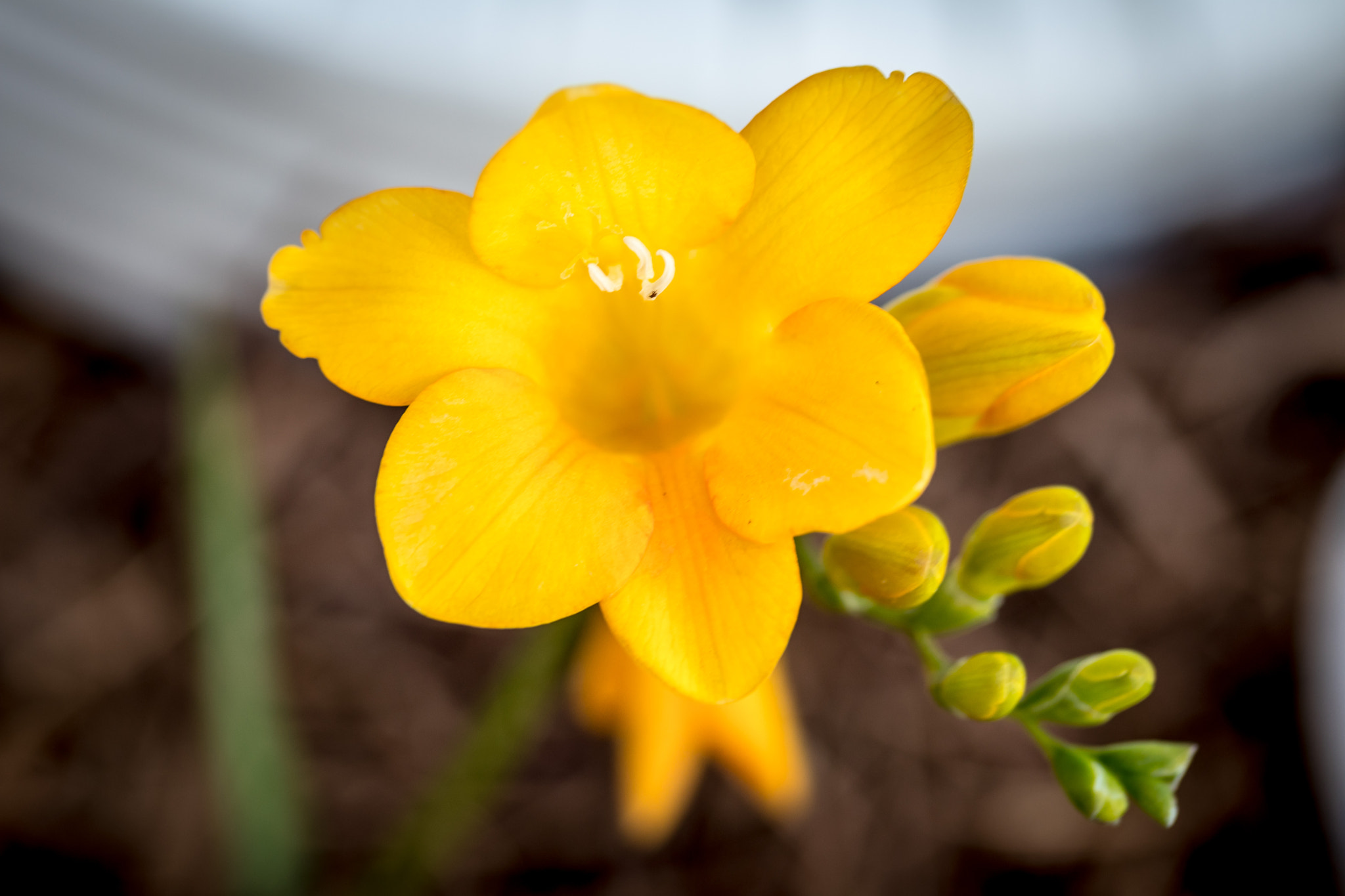 Canon EF-S 60mm F2.8 Macro USM sample photo. Yellow bloom photography