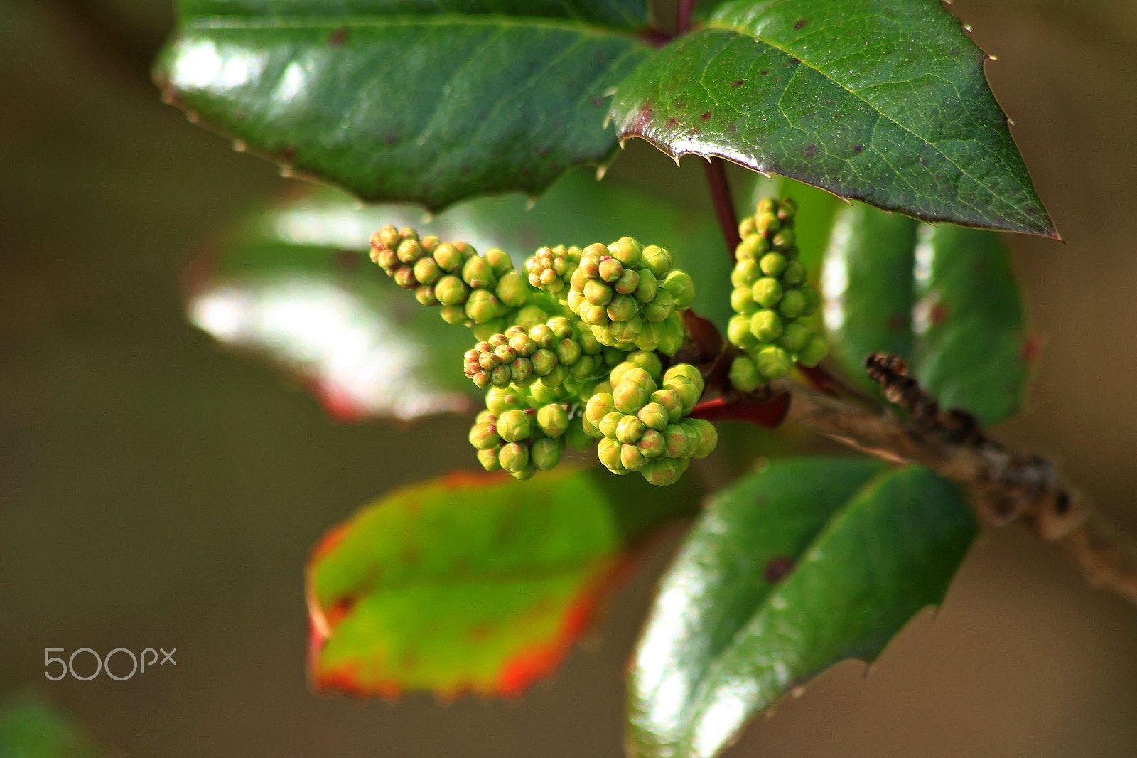 Canon EF 70-300mm F4-5.6 IS USM sample photo. Early spring in denmark photography