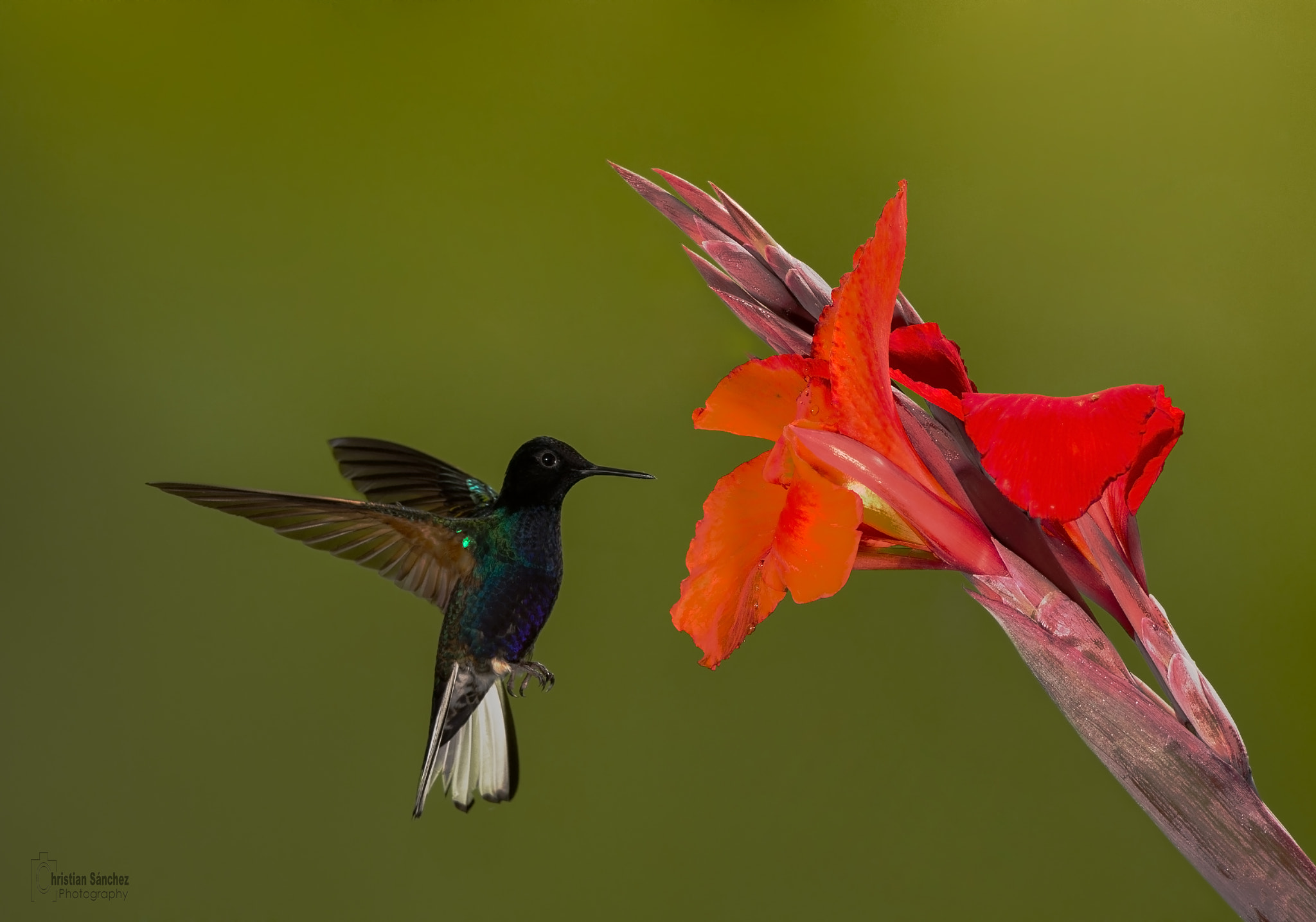 Nikon AF-S Nikkor 300mm F2.8G ED VR II sample photo. Velvet-purple coronet photography