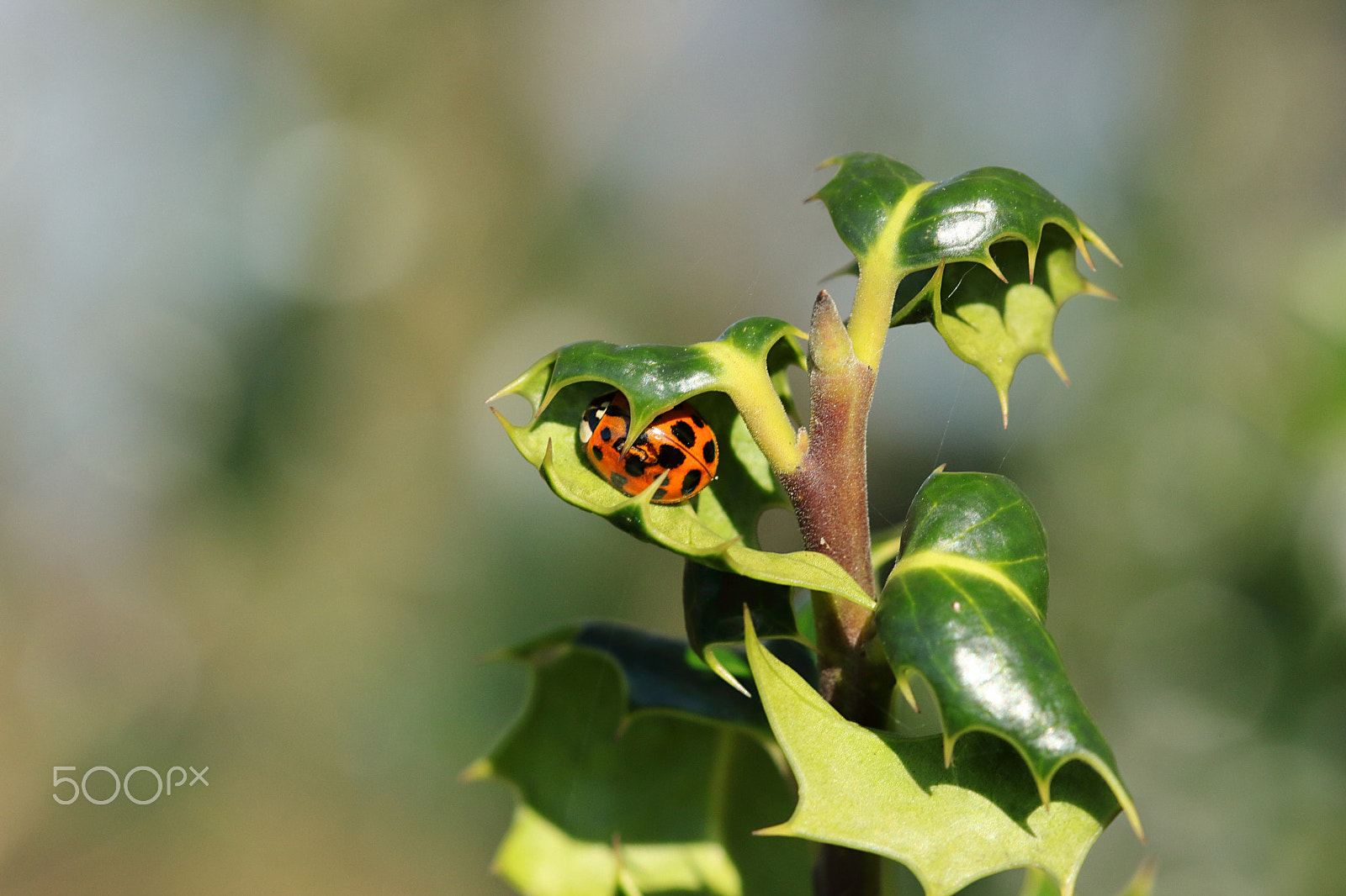Canon EF 100mm F2.8 Macro USM sample photo. Captured ladybug photography