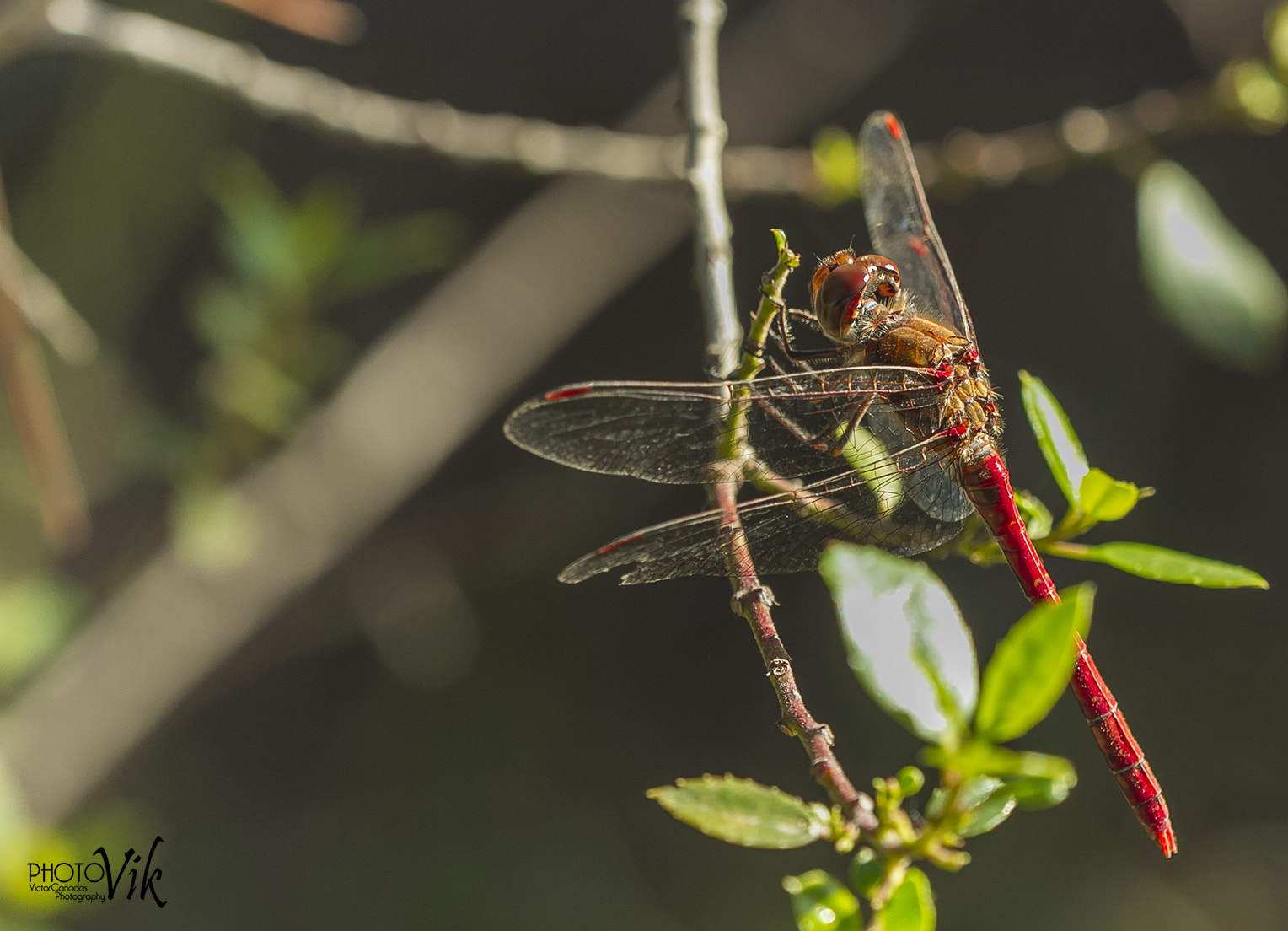 Sigma 150mm f/2.8 EX DG OS HSM APO Macro sample photo. Libelula photography