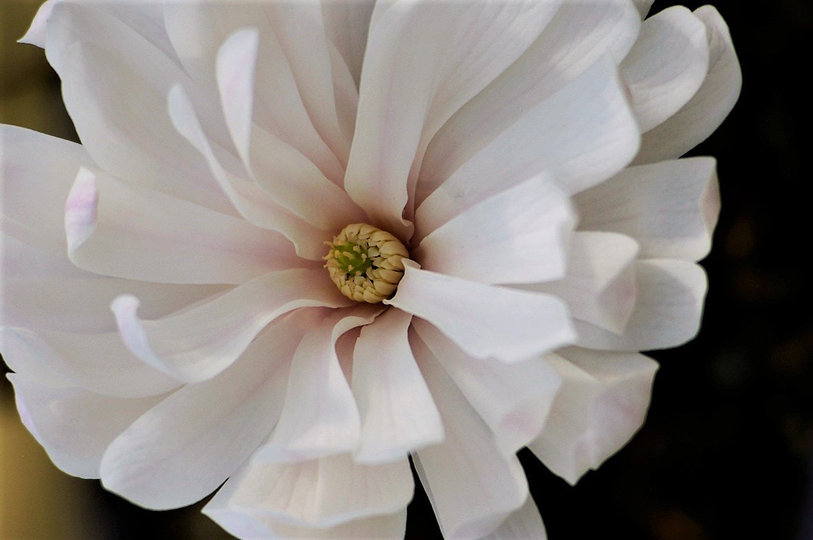 Pentax K100D Super sample photo. Interesting flower configuration. photography