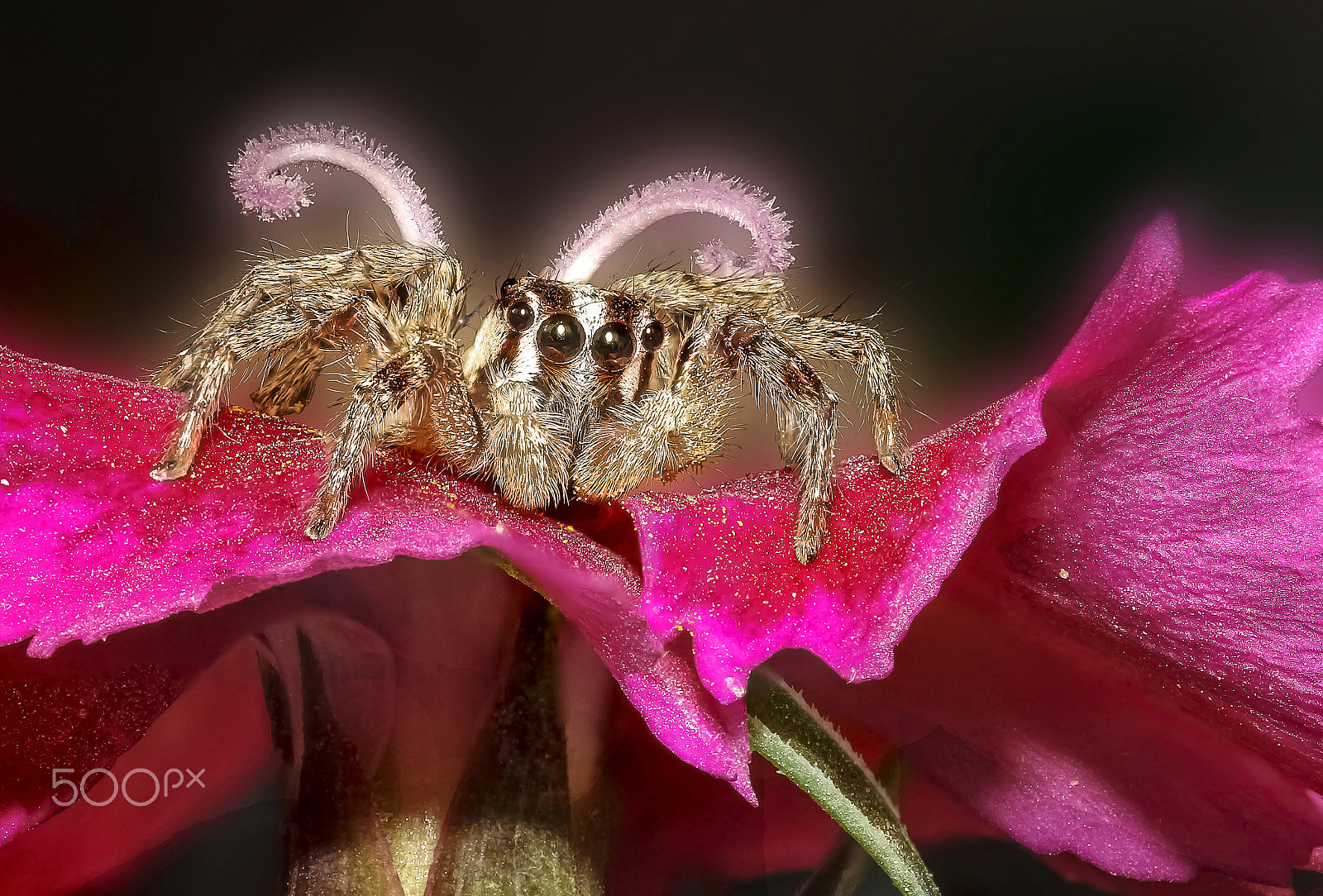 Canon EOS 600D (Rebel EOS T3i / EOS Kiss X5) + Sigma 105mm F2.8 EX DG OS HSM sample photo. Jumping spider. photography