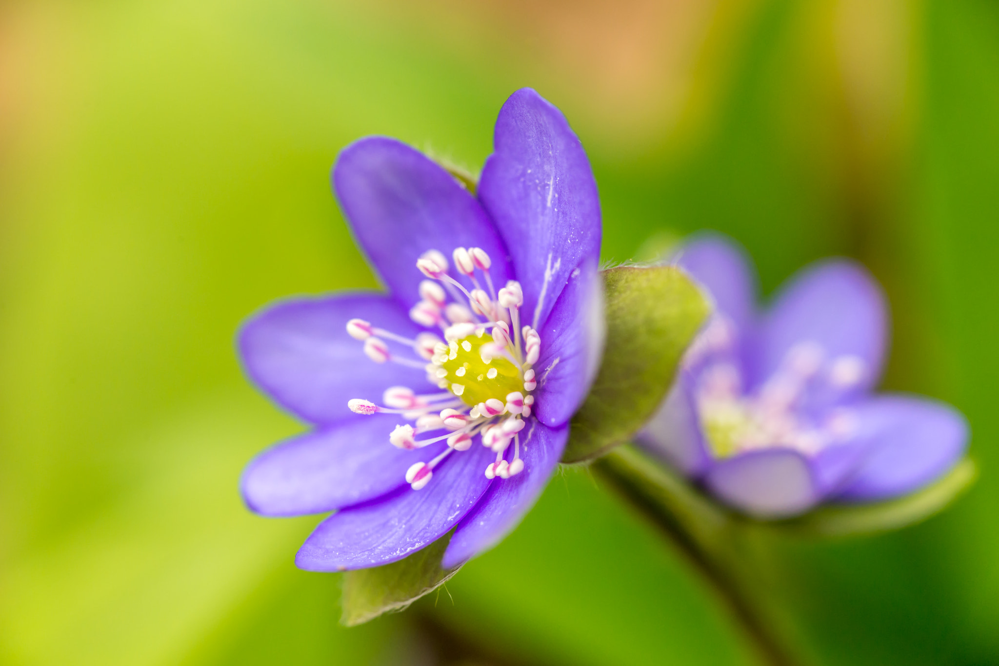 Nikon D610 + AF Micro-Nikkor 105mm f/2.8 sample photo. Forest violet flower at early spring in forest photography