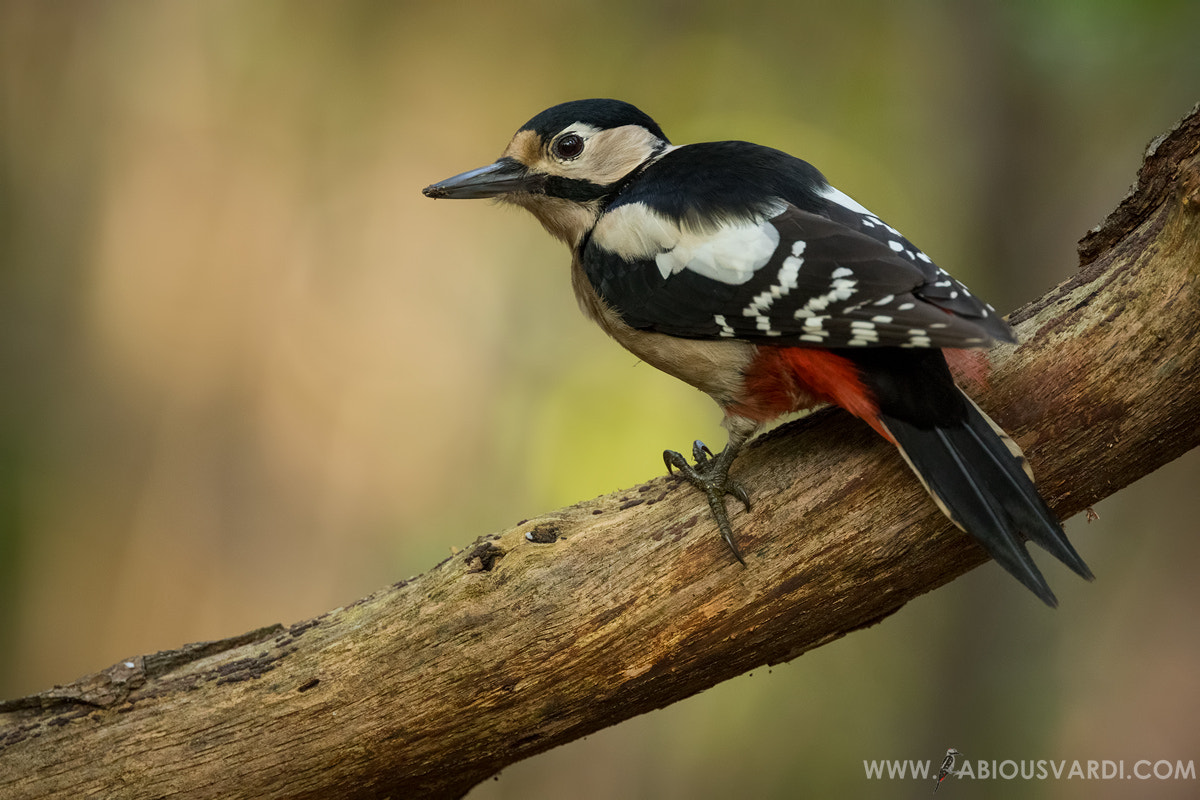 Canon EOS 7D Mark II sample photo. Great spotted woodpecker (dendrocopos major) photography