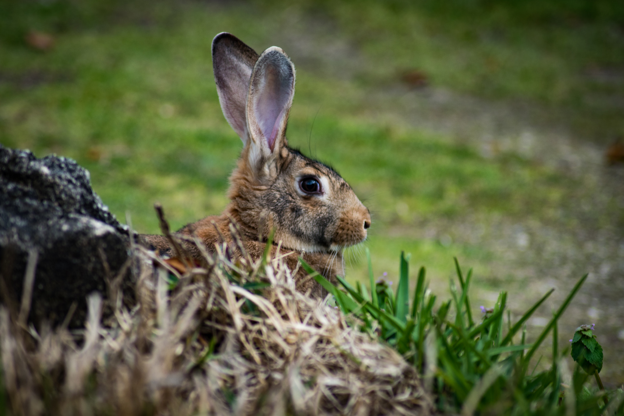 Nikon D5500 sample photo. Hidden rabbit photography