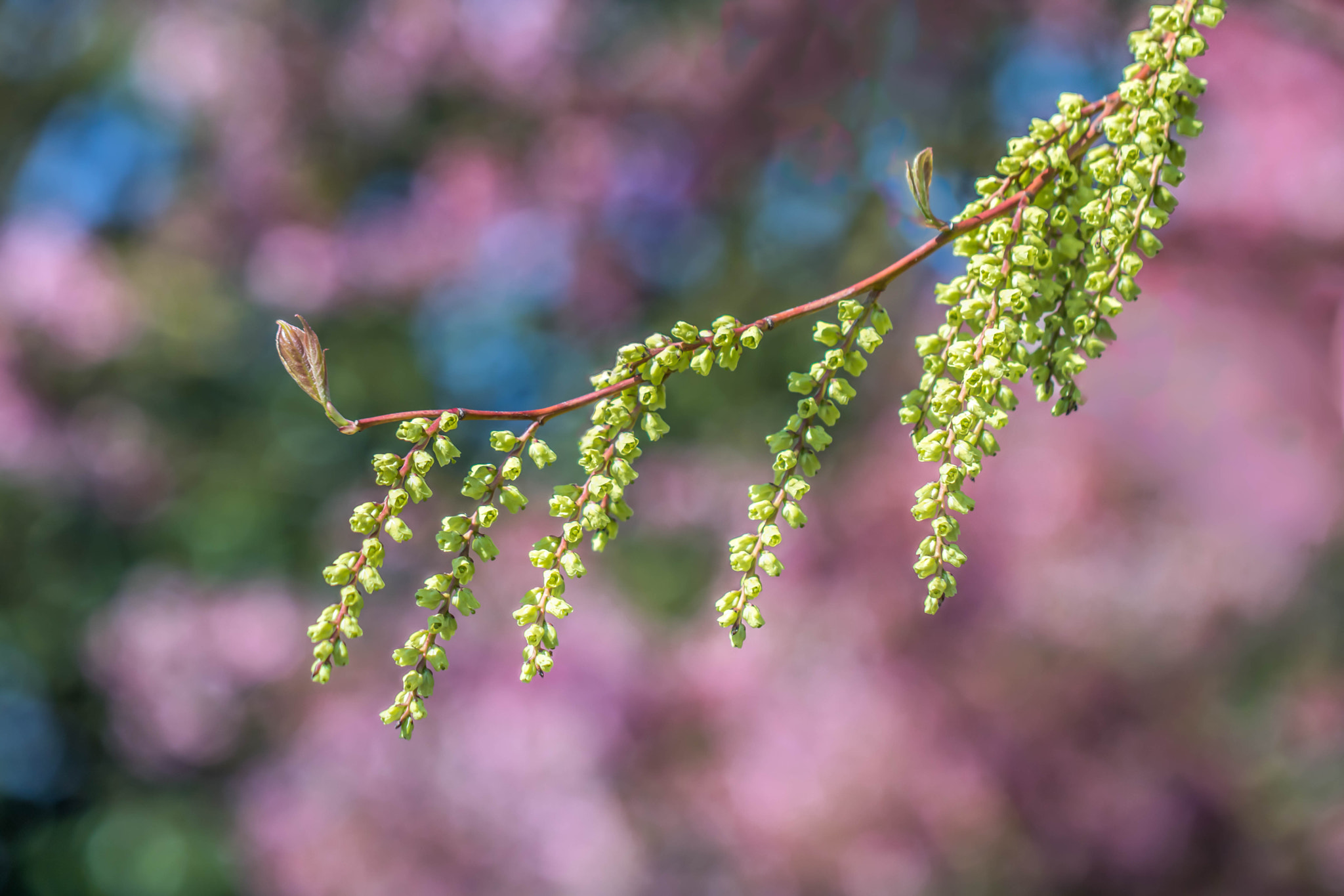 Canon EOS 760D (EOS Rebel T6s / EOS 8000D) + Canon EF 100mm F2.8L Macro IS USM sample photo. 33648155715.jpgspring colors photography