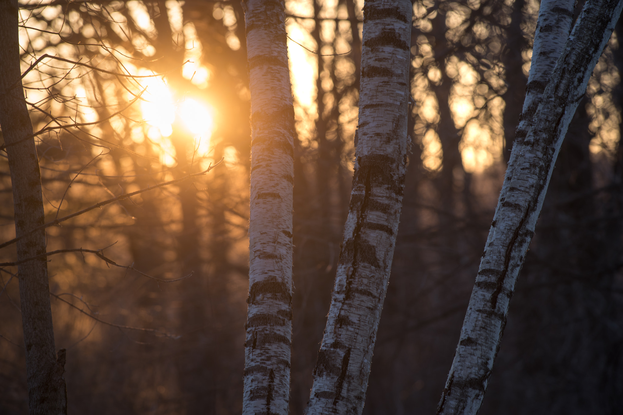 Pentax K-1 sample photo. Birch trees at sunset photography