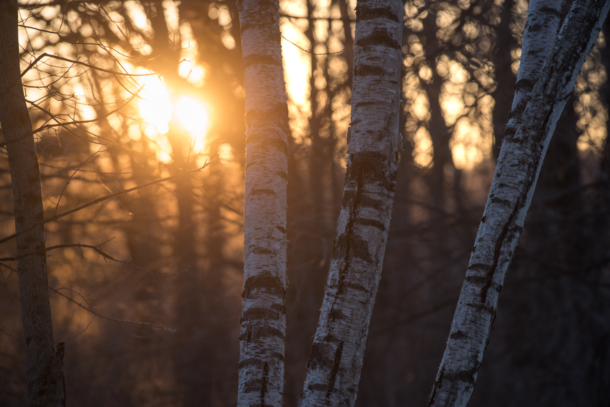 Pentax smc DA* 300mm F4.0 ED (IF) SDM sample photo. Birch trees at sunset photography