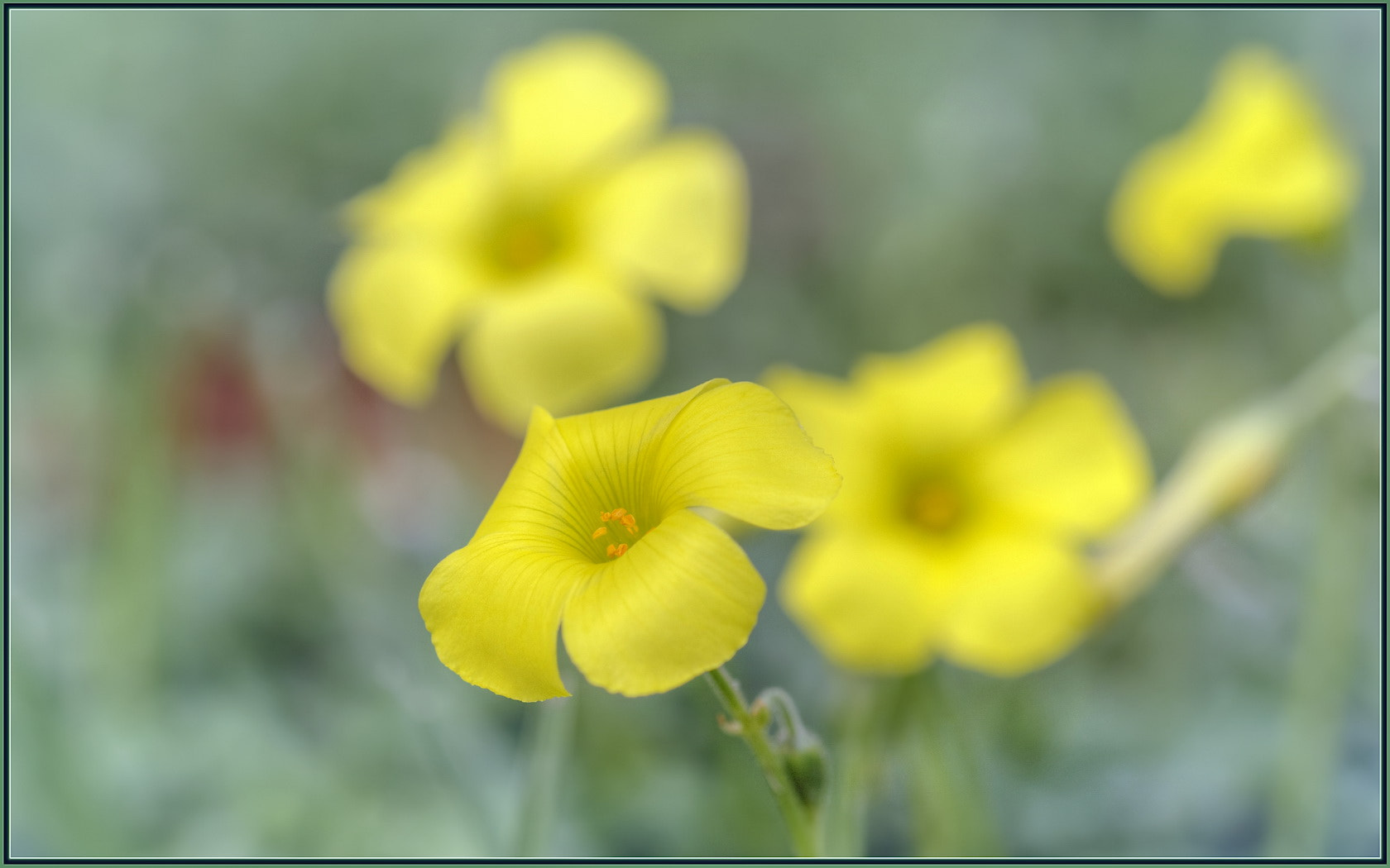 Nikon D750 sample photo. Tiny wildflowers photography